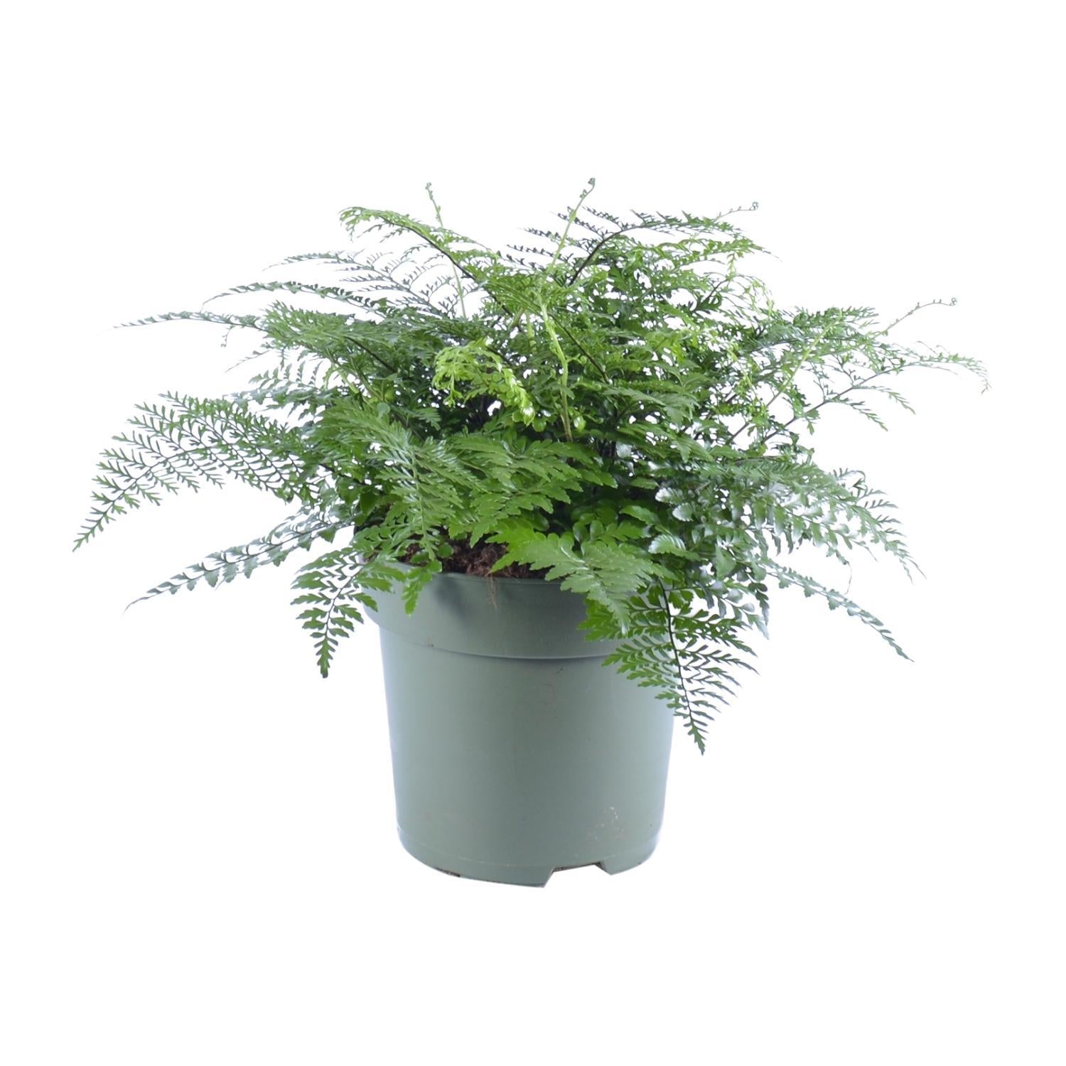 Vogelnestfarn - Asplenium Parvati - Ø27cm - ↕50cm