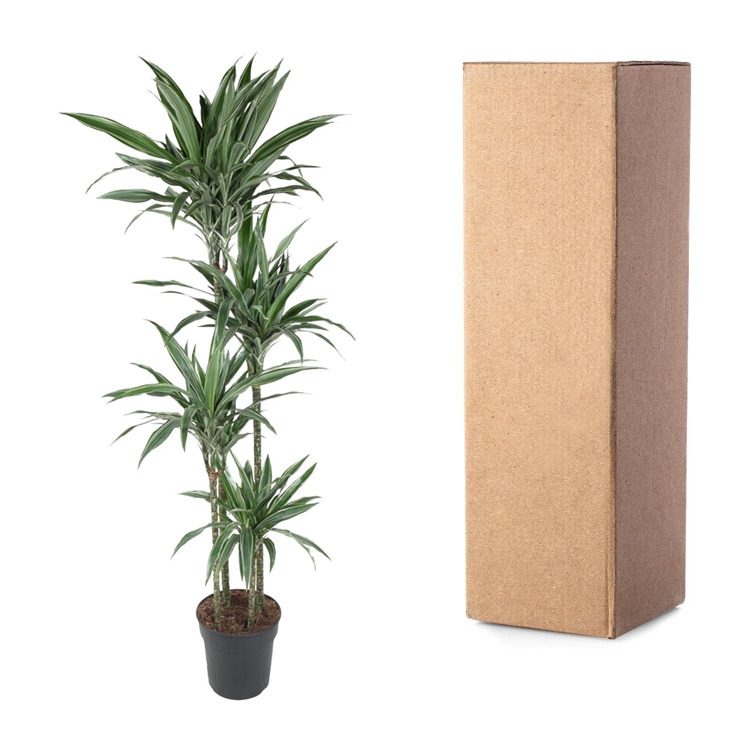 Drachenbaum Warneckei - Dracaena Warneckei - 190 cm - ø27