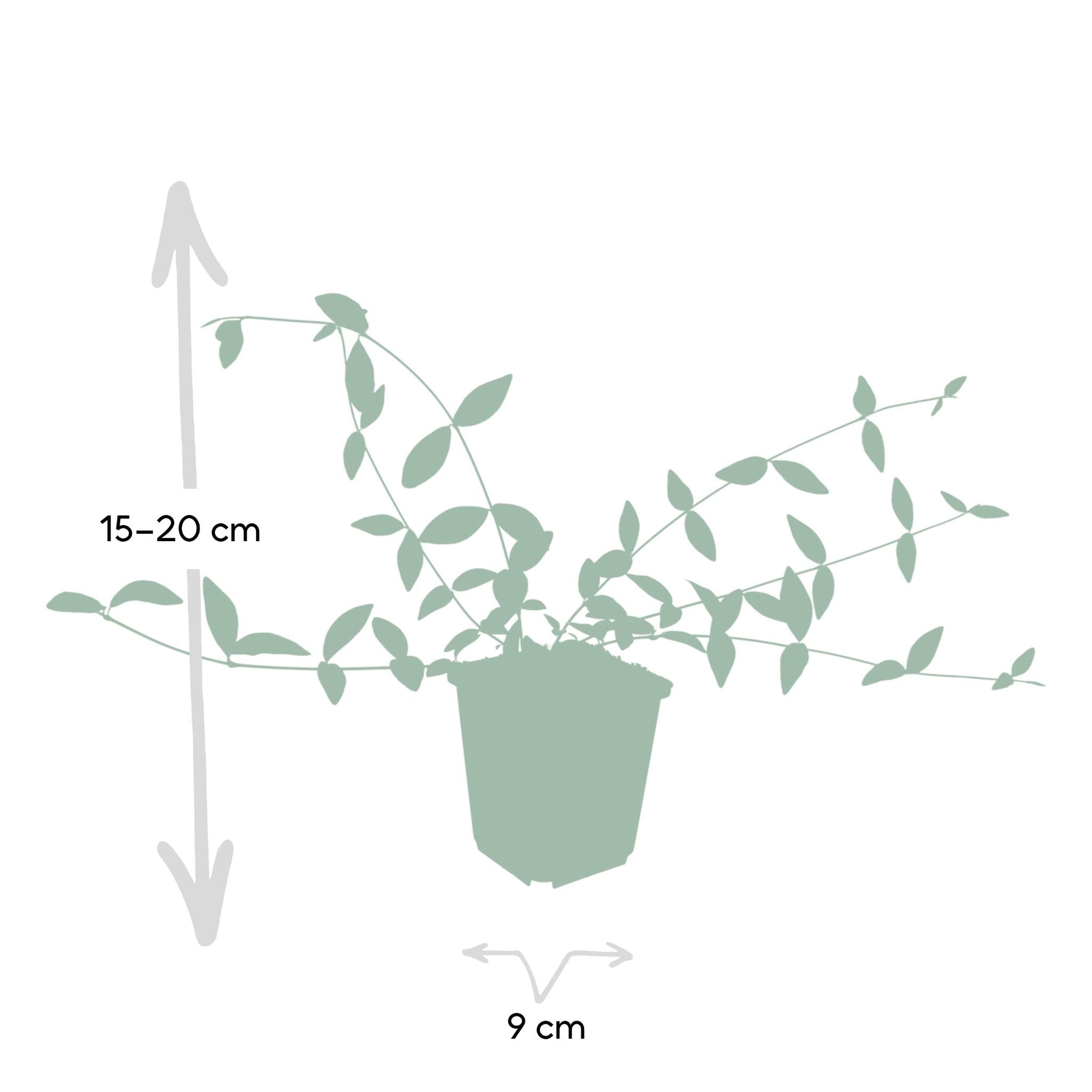 Vinca minor 'Alba' - ↕10-25cm - Ø9cm - 6 Stück