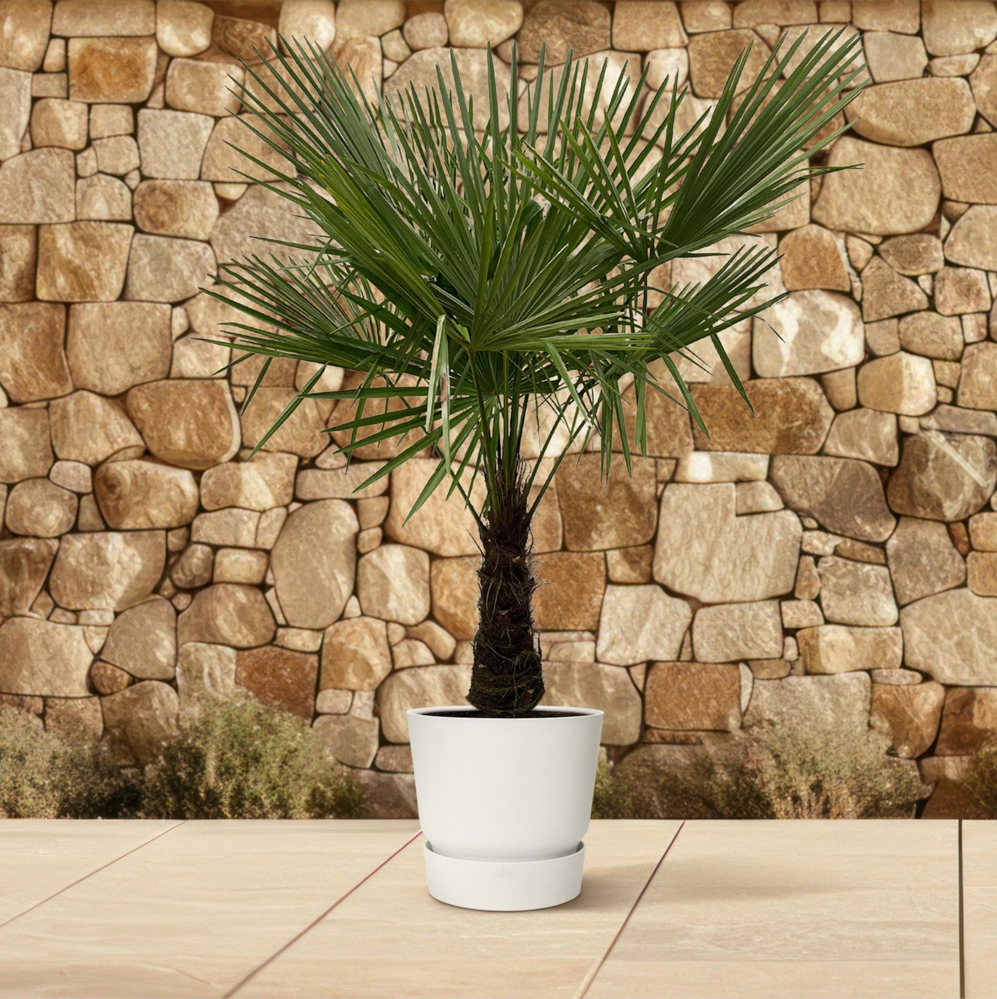 Trachycarpus - 180cm - Ø30