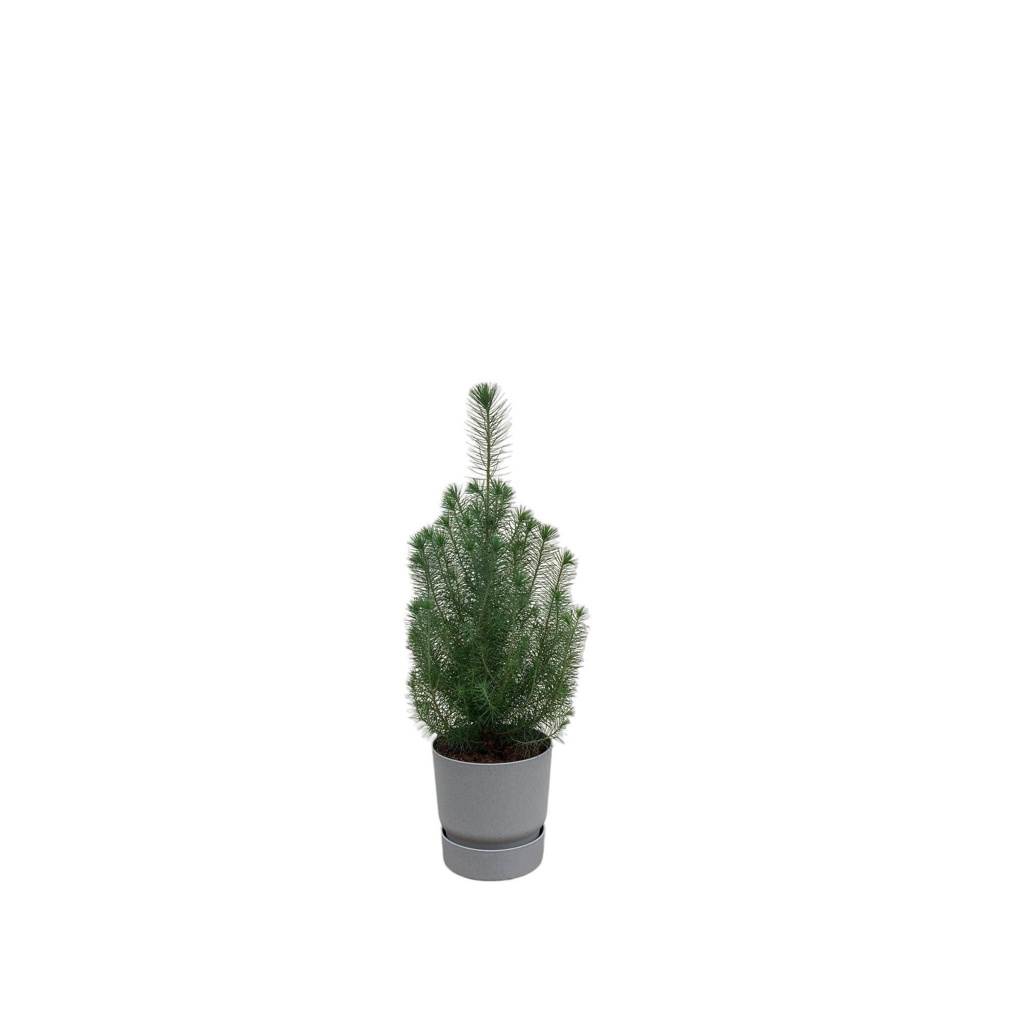 Pinus Pinea inclusief elho Greenville Round Topf grau Ø18 - 50 cm