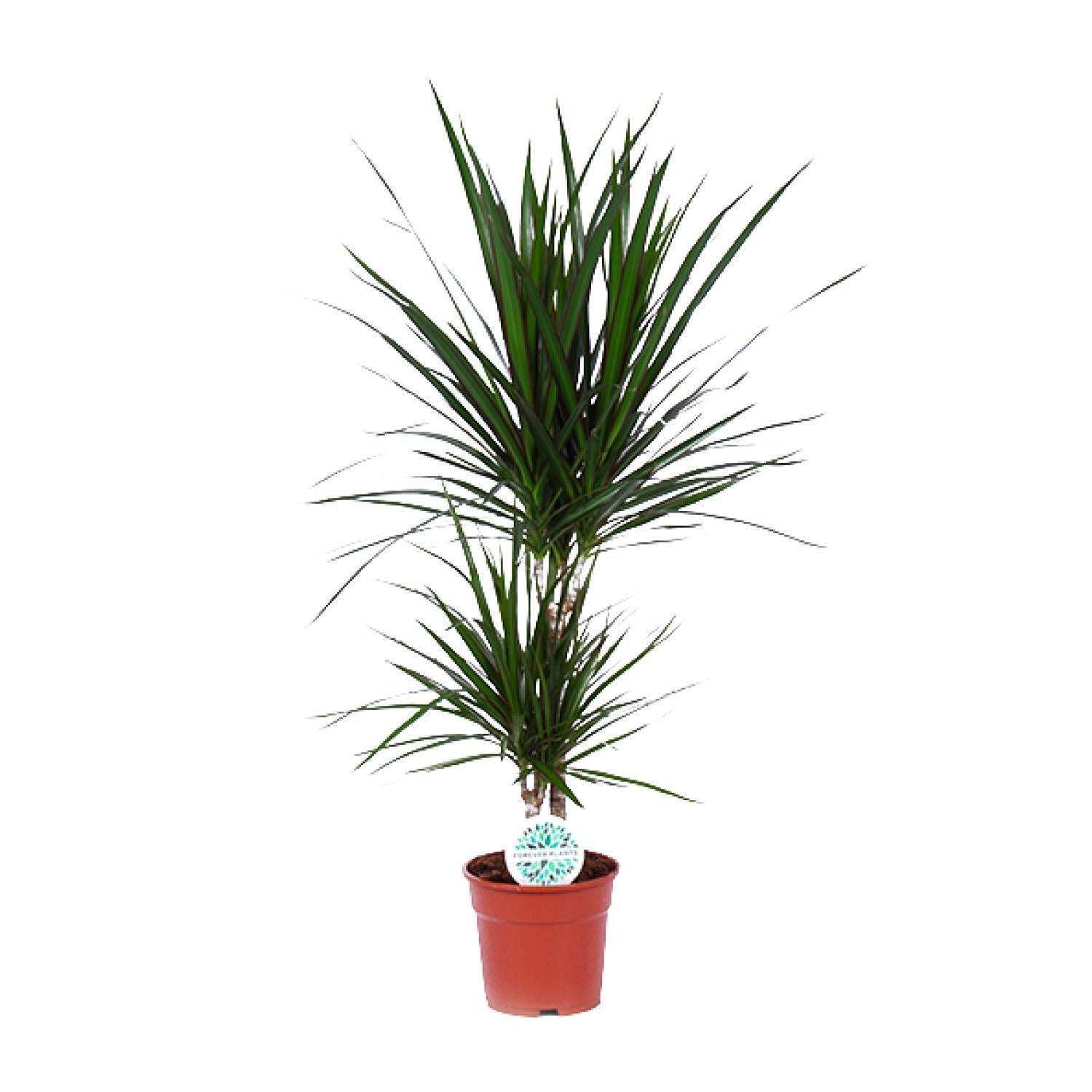 Drachenbaum Marginata - Dracaena Marginata - Ø17cm - ↕75cm