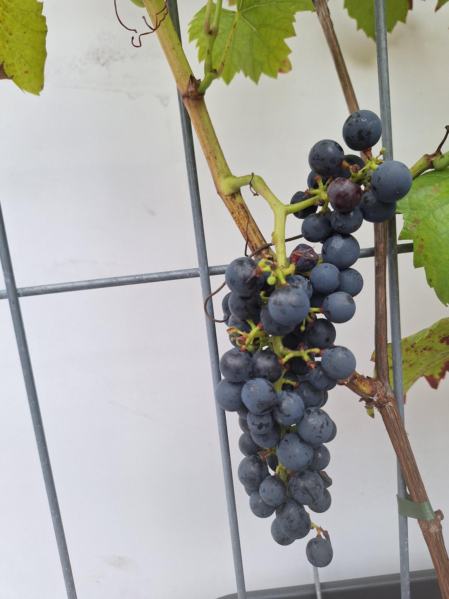 Weinrebestrauch - Vitis 'Boskoop Glory' ( Blaue Traube ) - Fertighecke - 120 x 180 cm