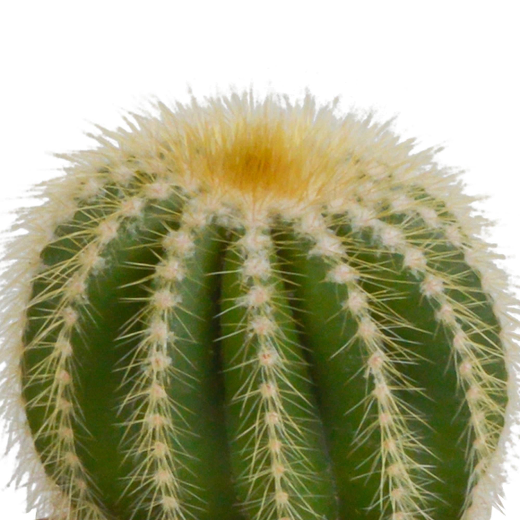 Kaktus Bolcactus-Mischung 8,5 cm - im farbigen Mexiko Topf