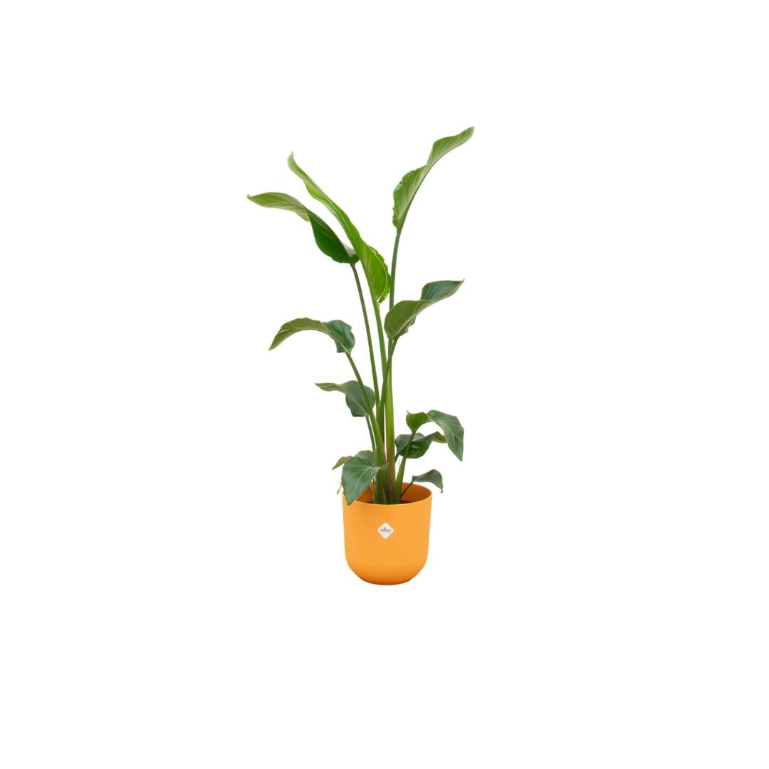 Strelitzia Nicolai inclusief elho Jazz Round Topf orange Ø23 - 100 cm