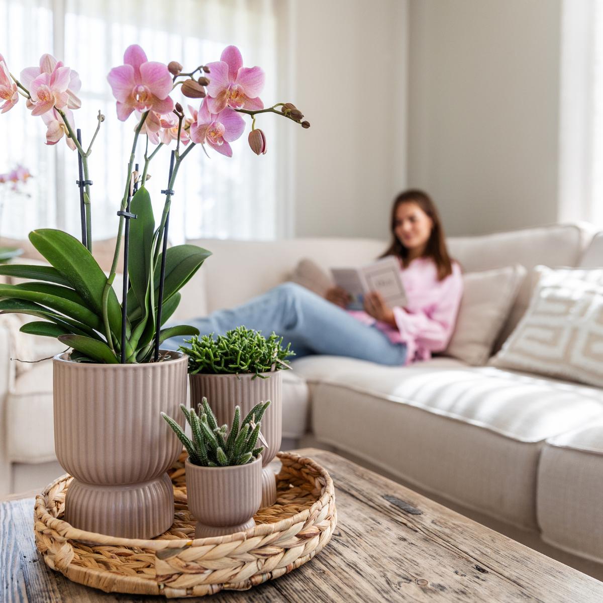 Hummingbird Orchids I COMBI-AANBIEDING van 2 oudroze Phalaenopsis orchideeën - Treviso - potmaat Ø12cm | bloeiende kamerplant - vers van de veredelaar