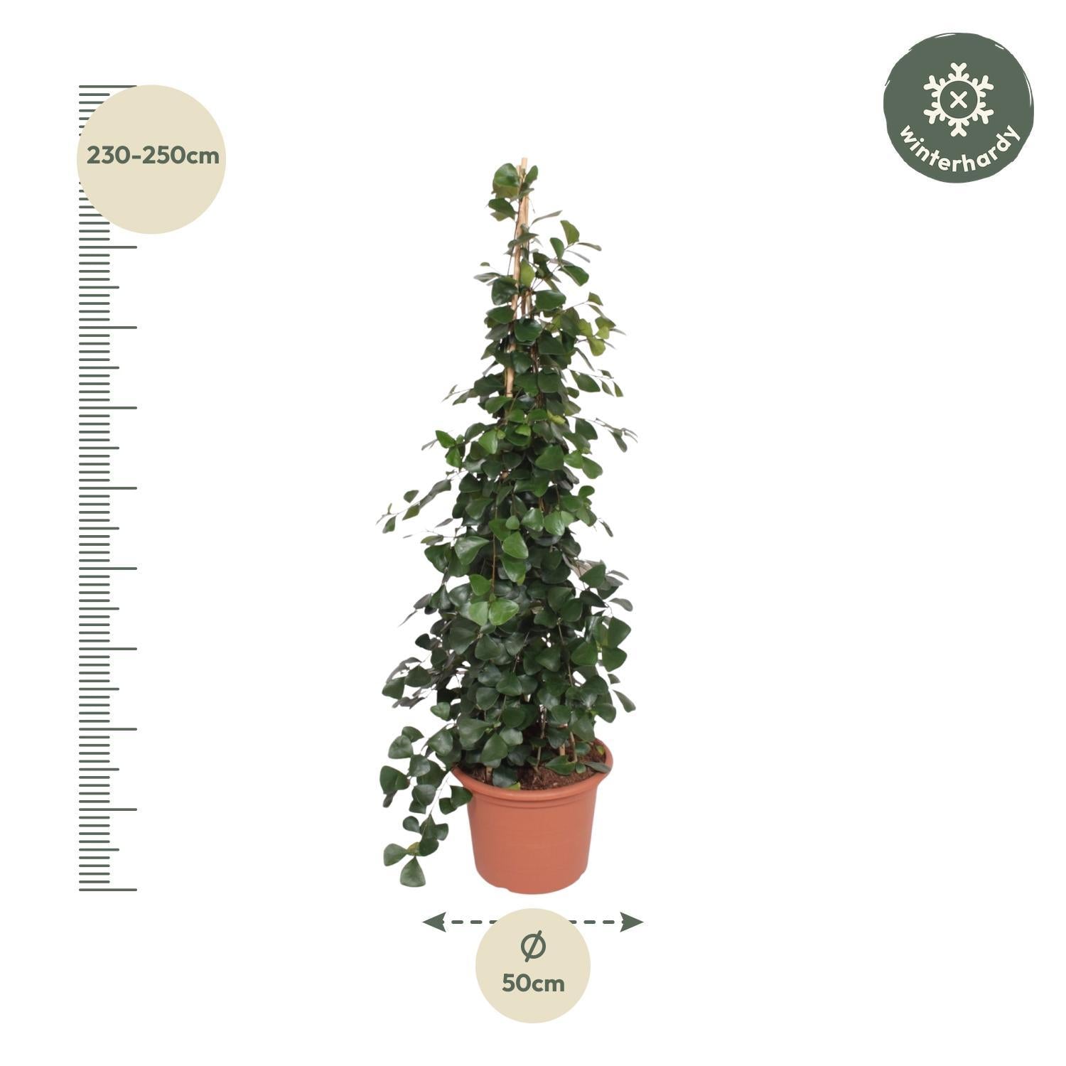 Ficus Trinova piramide - 240 cm - ø50