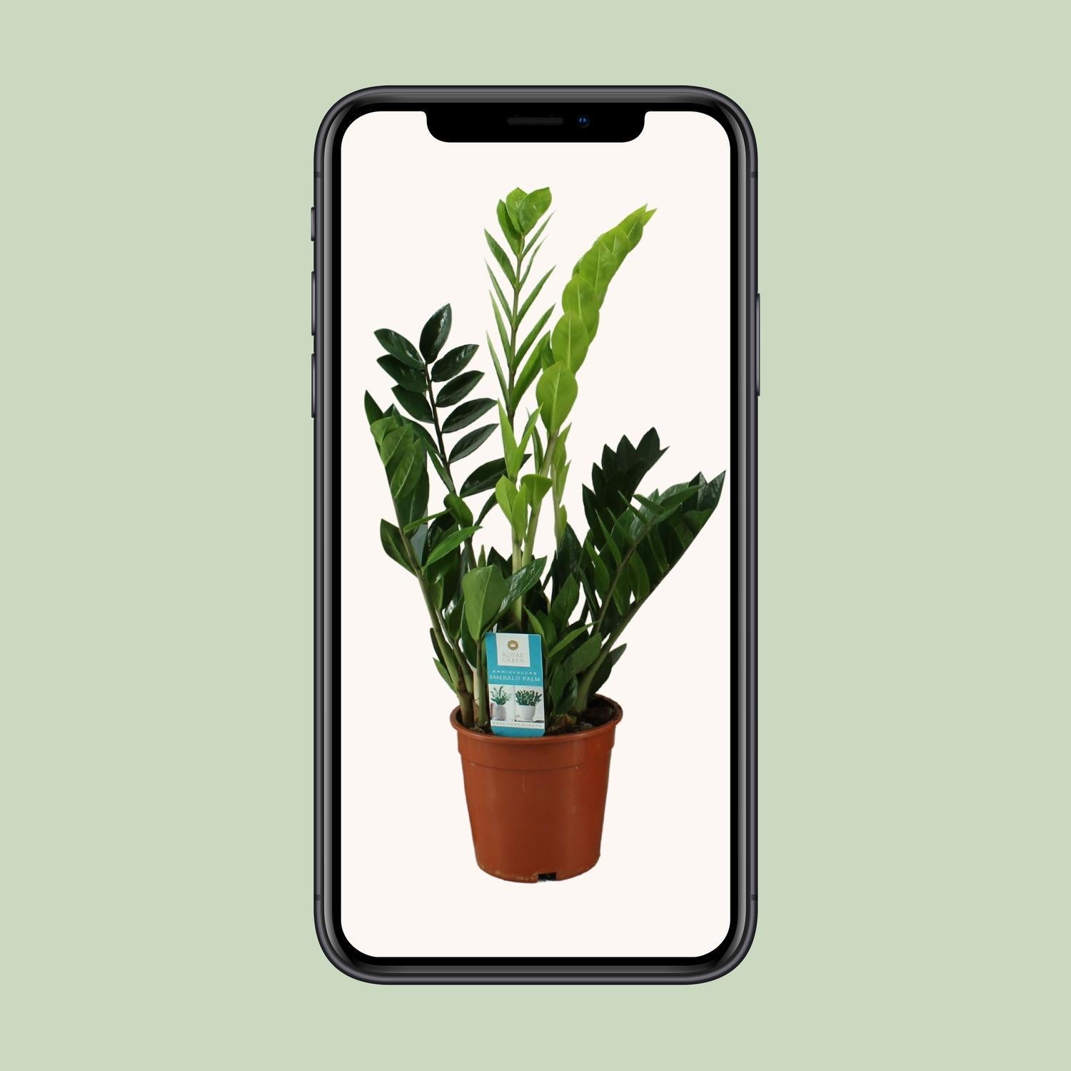 Smaragdpalme - Zamioculcas Zamiifolia - Ø17cm - ↕65cm