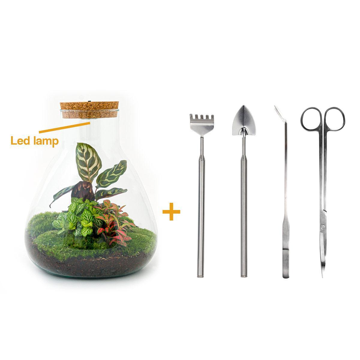 Flaschengarten - Sam Calathea mit Lampe - ↕ 30 cm - Rake + Shovel + Tweezer + Scissors