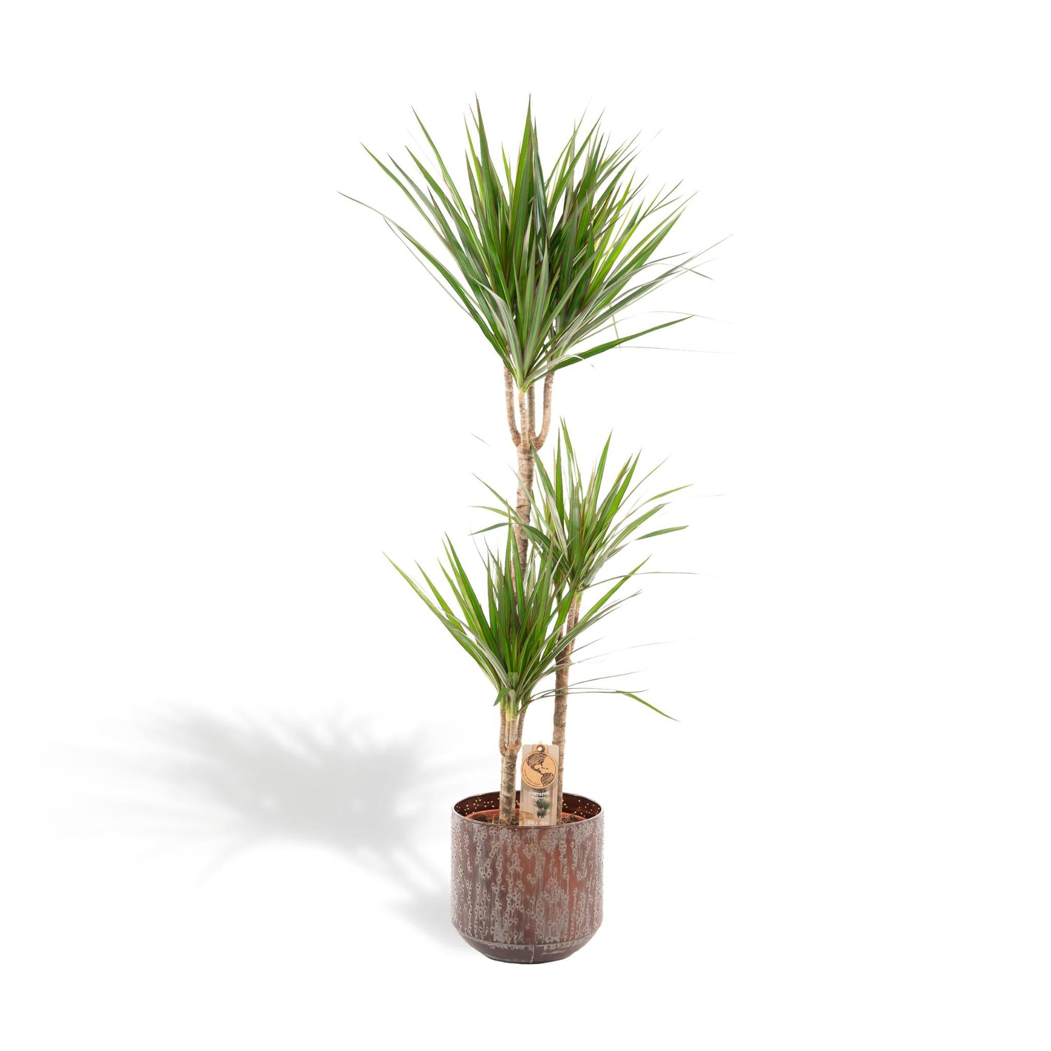 Drachenbaum - Dracaena mit Topf - ↨120cm - Ø21cm