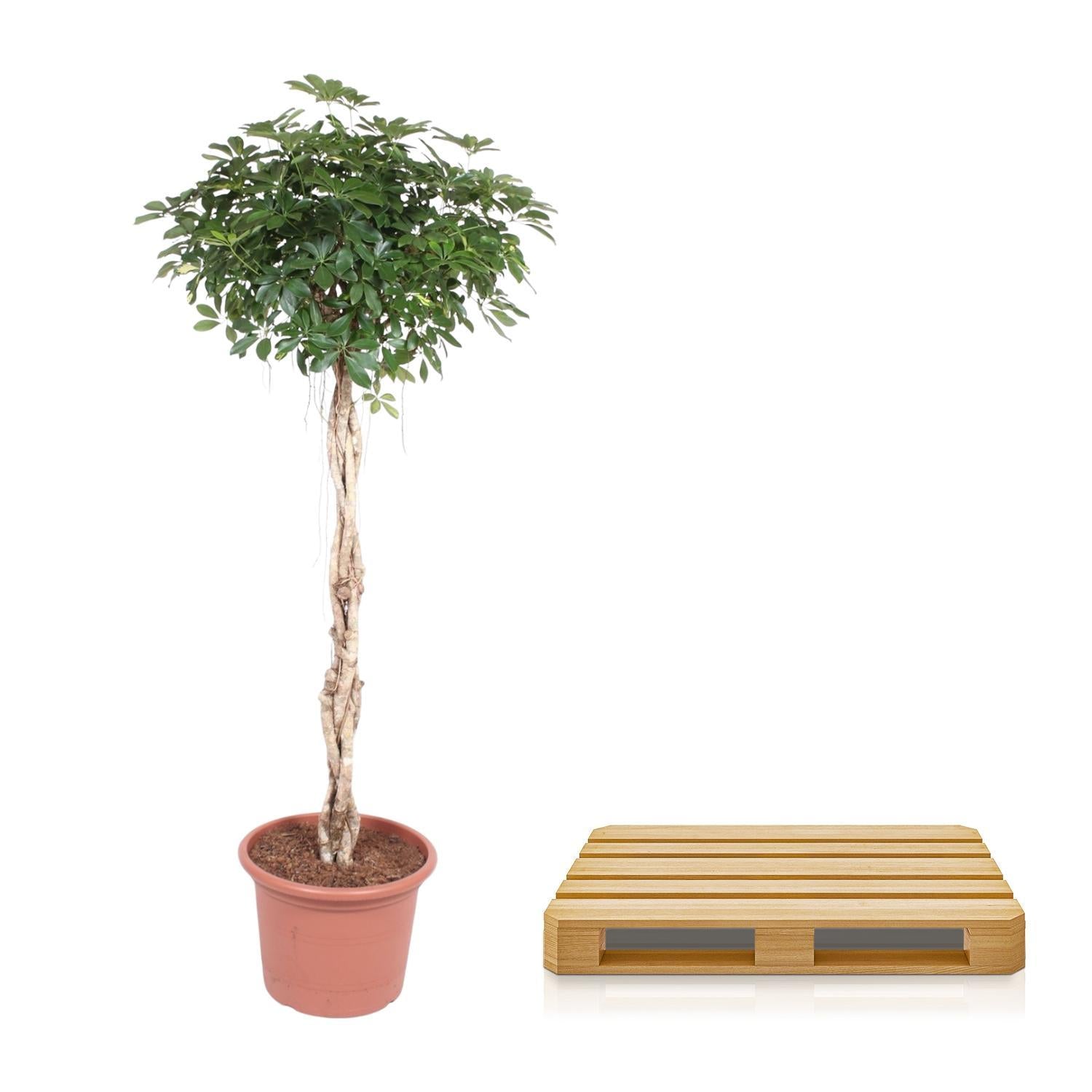 Schefflera Arboricola Compacta geweven stam - 200 cm - ø50