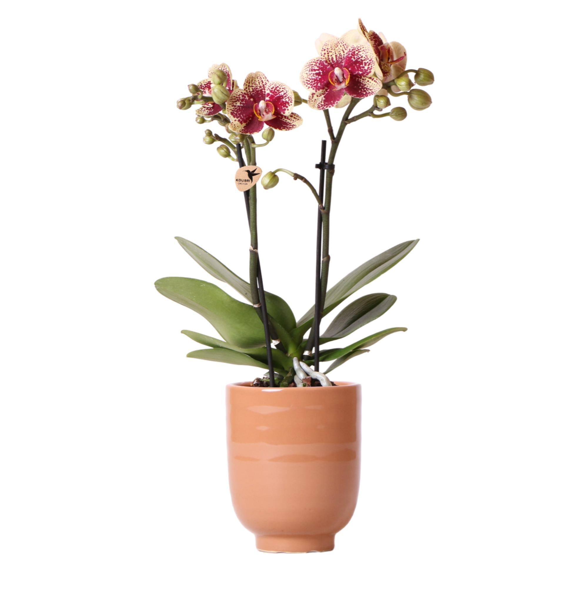 Kolibrie-orchideeën | Geelrode Phalaenopsis orchidee - Spanje + Cognac geglazuurde sierpot - potmaat Ø9cm - 40 cm hoog | Bloeiende kamerplant - vers van de veredelaar