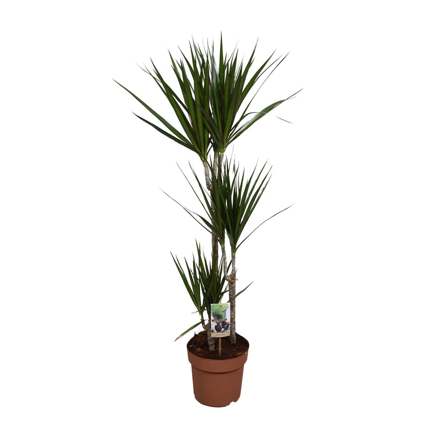 Drachenbaum Marginata - Dracaena Marginata - Ø21 ↕120