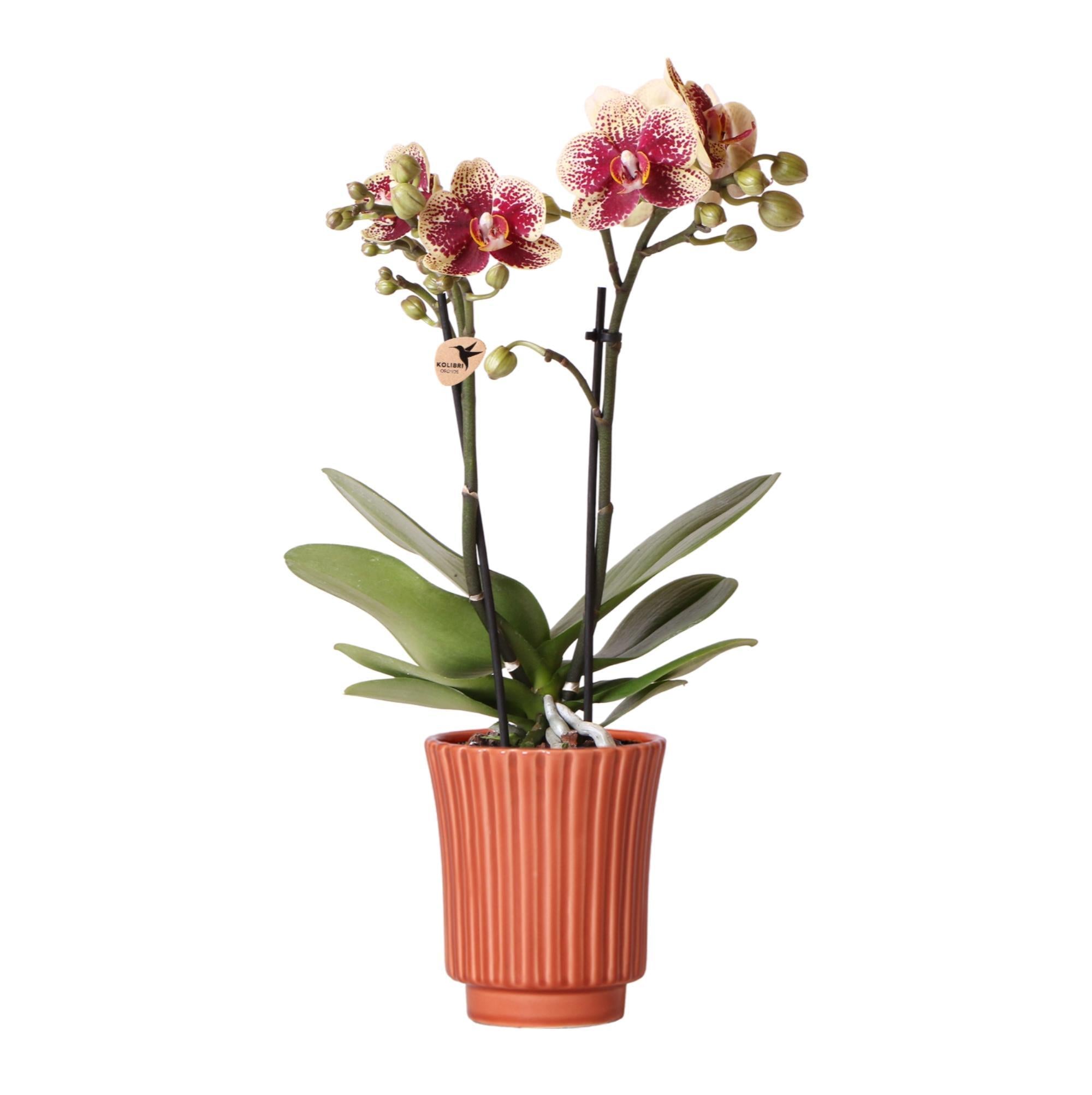 Kolibrie-orchideeën | Geelrode Phalaenopsis orchidee - Spanje in retro terracotta sierpot - potmaat Ø9cm - 40cm hoog | bloeiende kamerplant - vers van de veredelaar