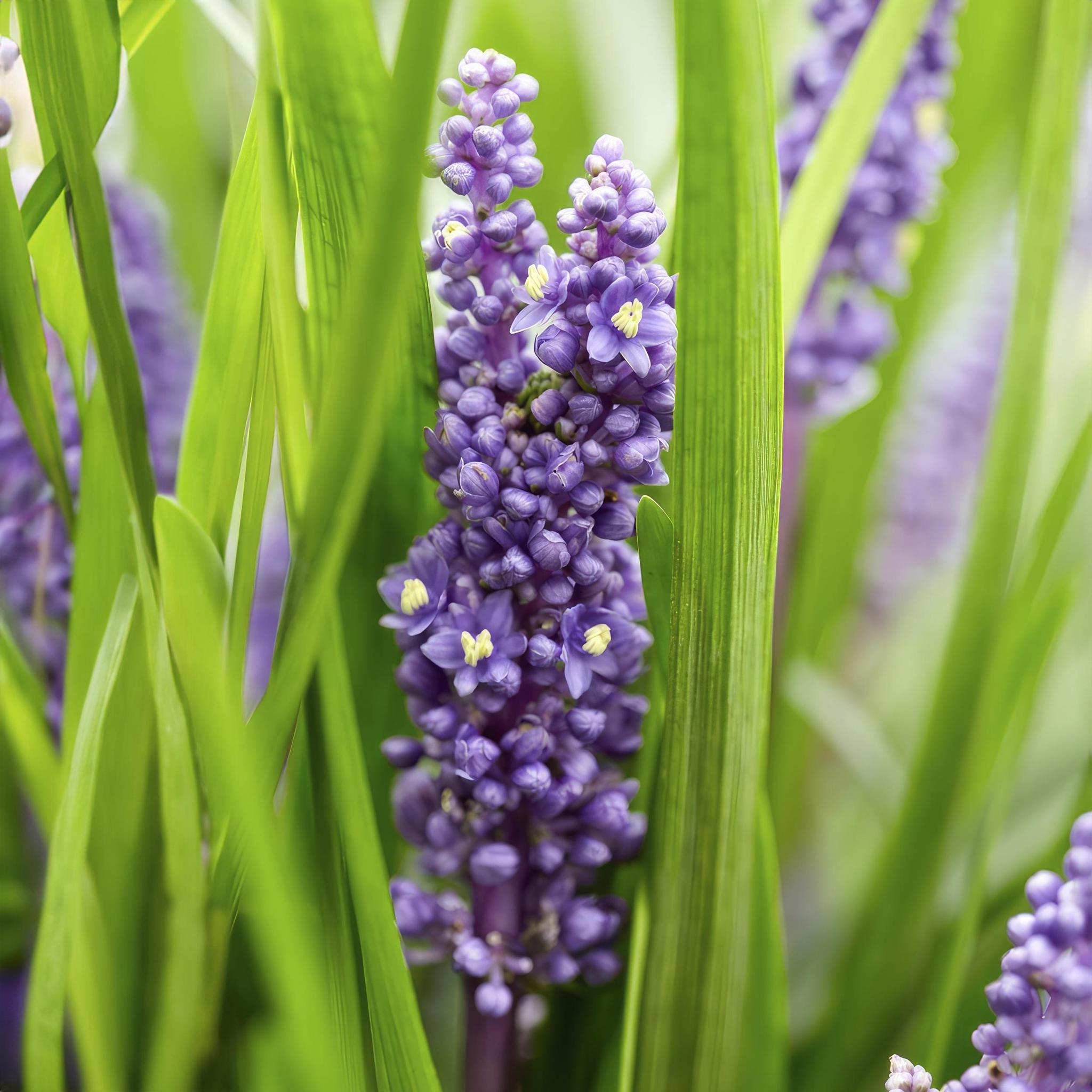 Liriope muscari 'Big Blue' - ↕10-25cm - Ø9cm - 40 Stück