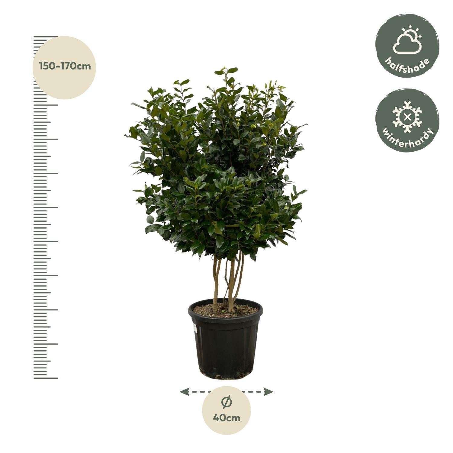 Ligustrum Texano - 160 cm - Ø40cm