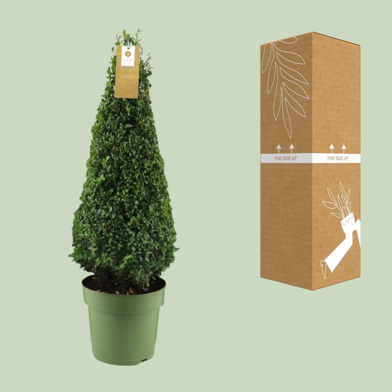 Buxus Sem. Piramide 55cm P21 - Ø21cm - ↕75cm