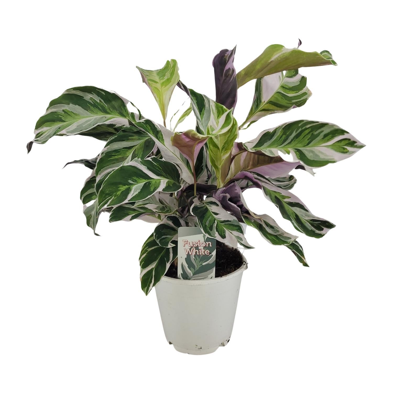 Calathea White Fusion - Korbmarante - Ø14cm - ↕14cm