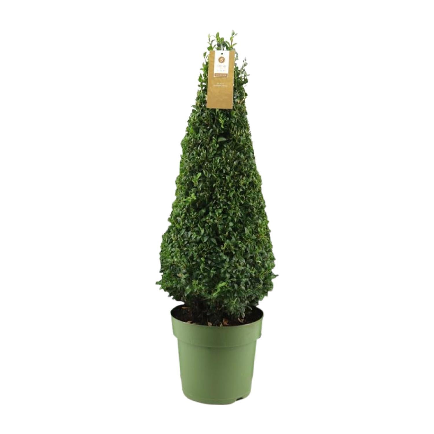 Buxus Sem. Piramide 55cm P21 - Ø21cm - ↕75cm