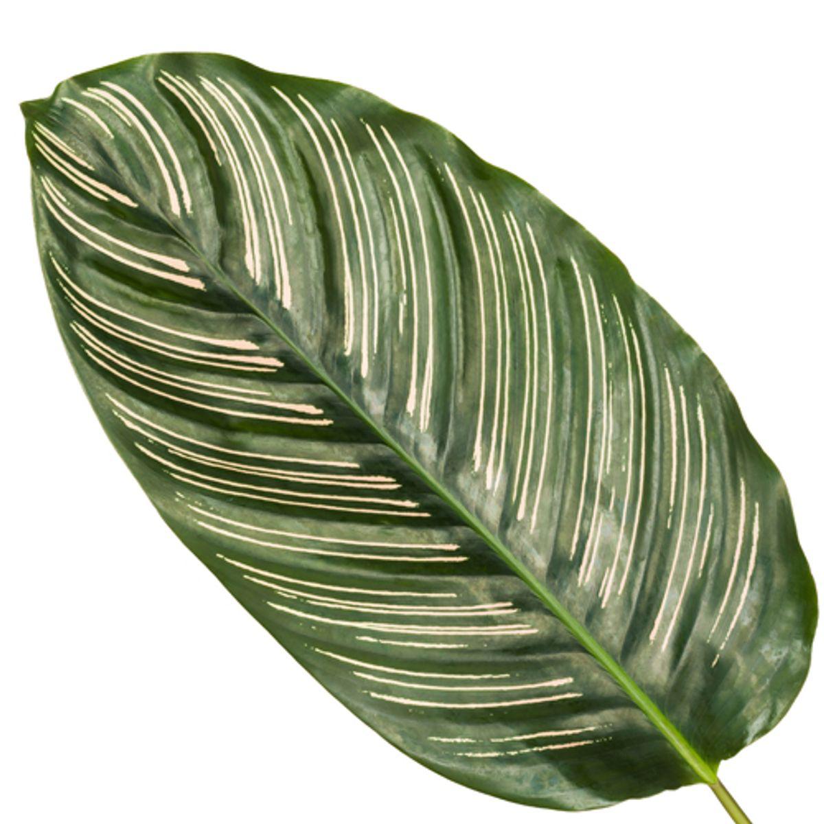 Gebetspflanze - Calathea Sanderiana - 80 cm - Ø19cm