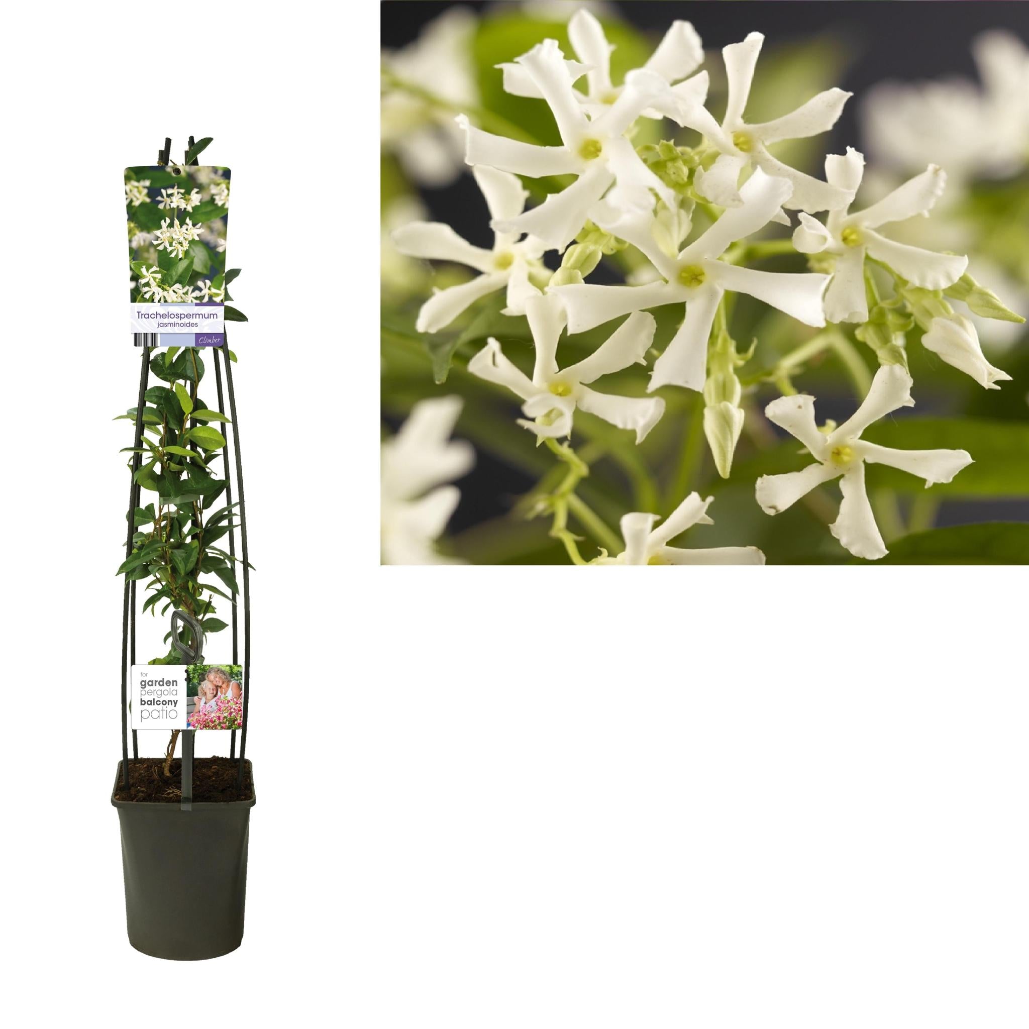 Trachelospermum Jasminoides +light Label