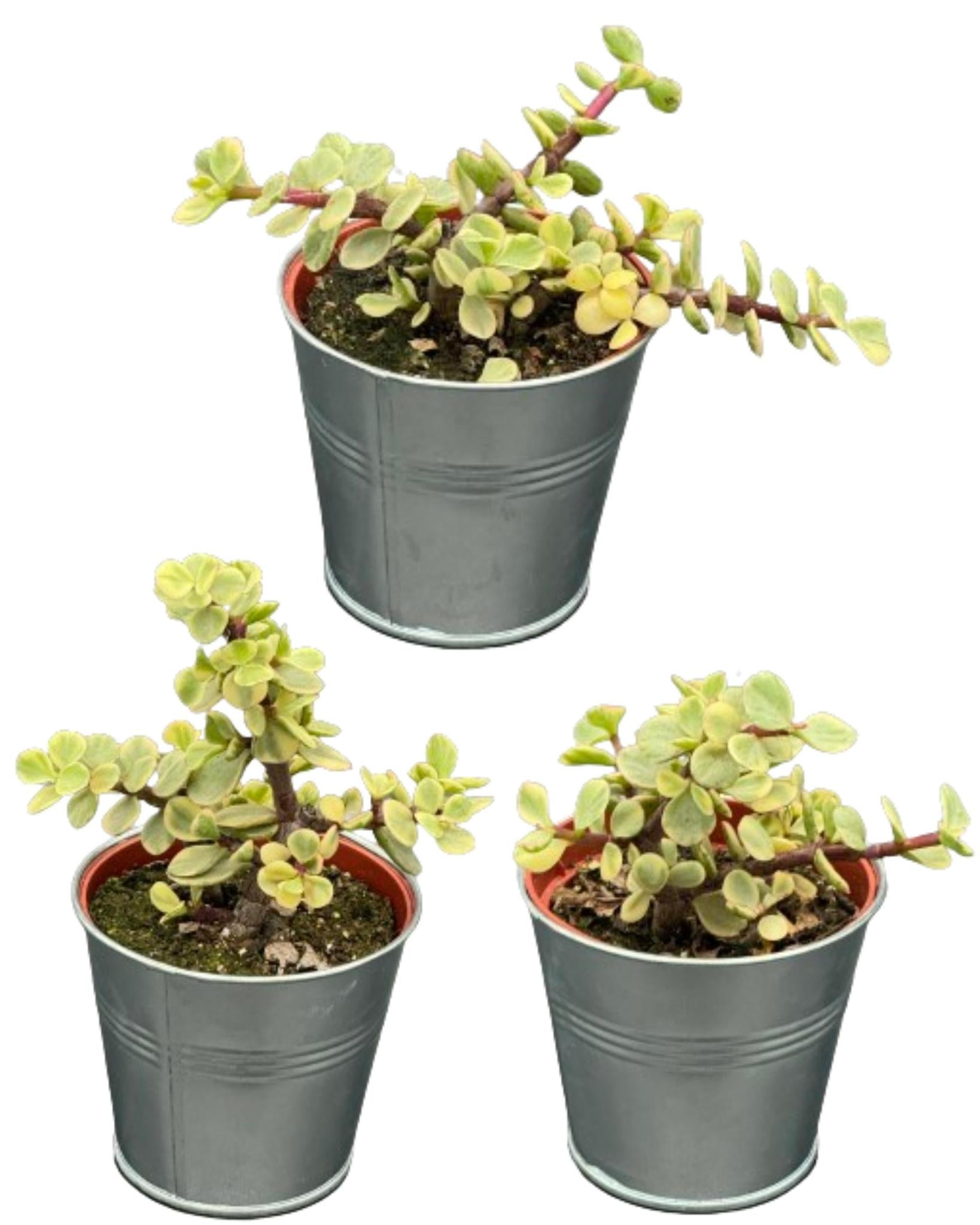 Succulenten- Portulacaria Afra- 8.5cm Ø- ↕️10-20cm- 3 stück - Zink Topf