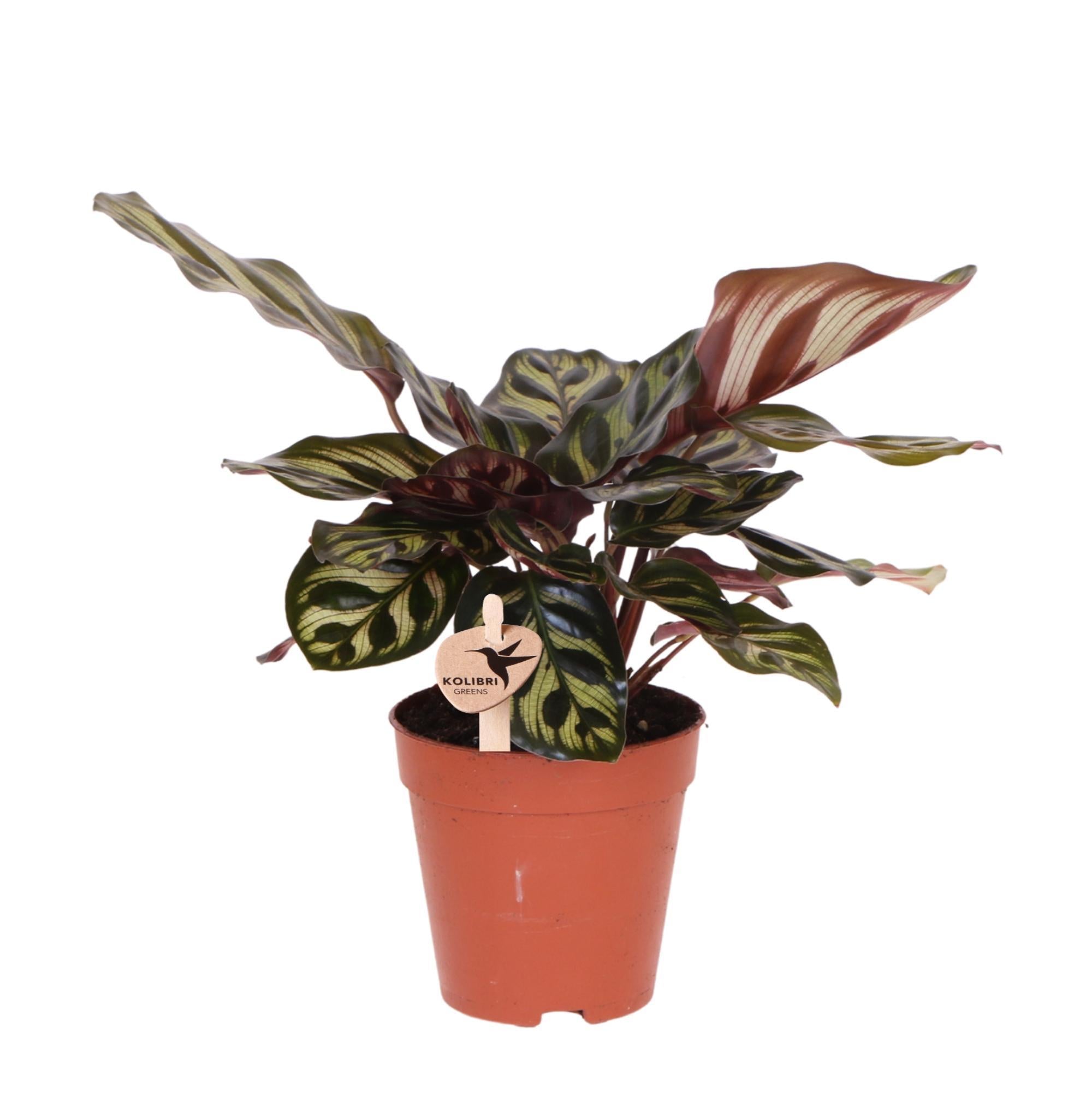 Kolibrie Groenen | Groene plant - Calathea Makoyana - Groene kamerplant - Vers van de kweker - Ø9cm