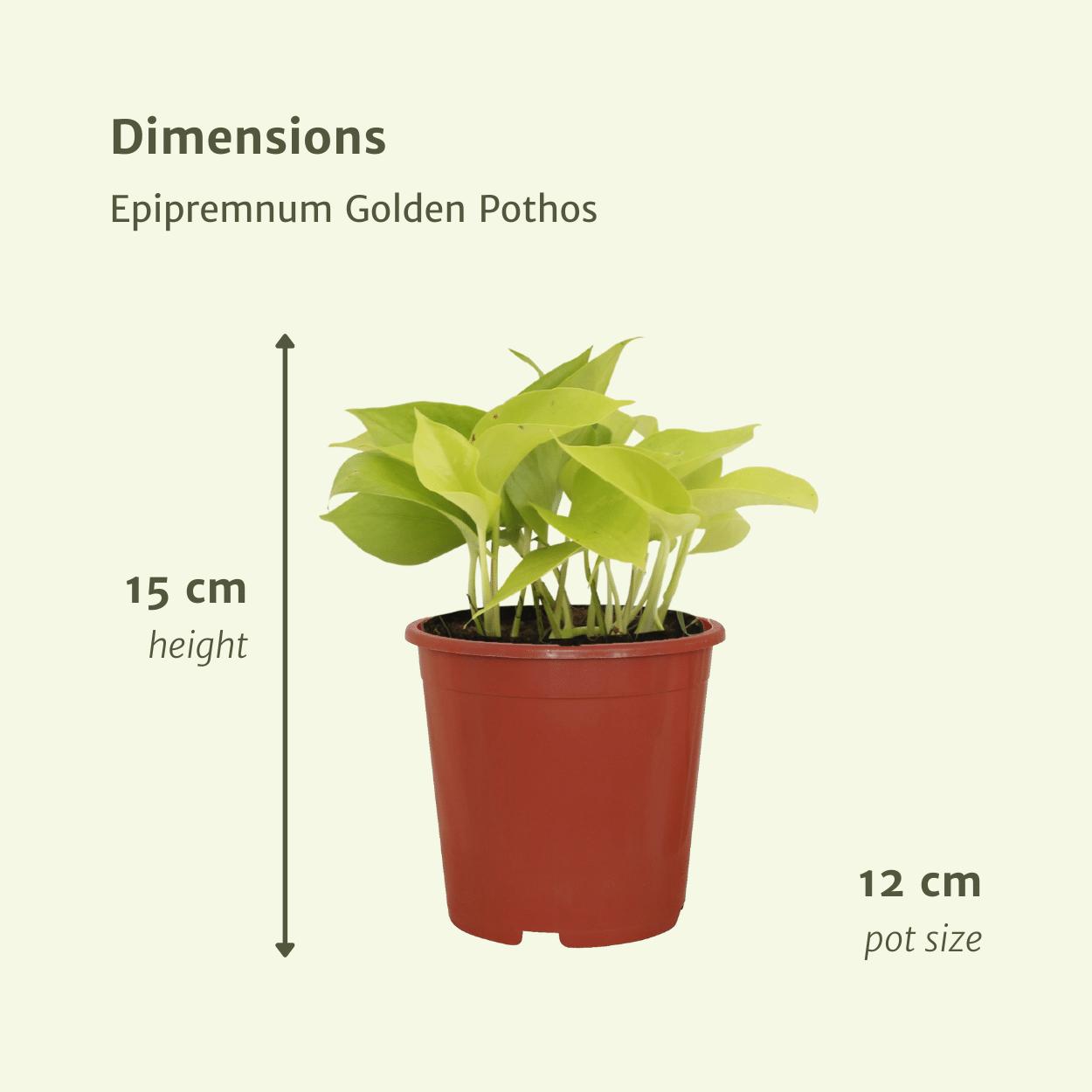 Epipremnum Gouden Pothos (Scindapsus) - 4 stuks - Ø12cm - ↕15cm