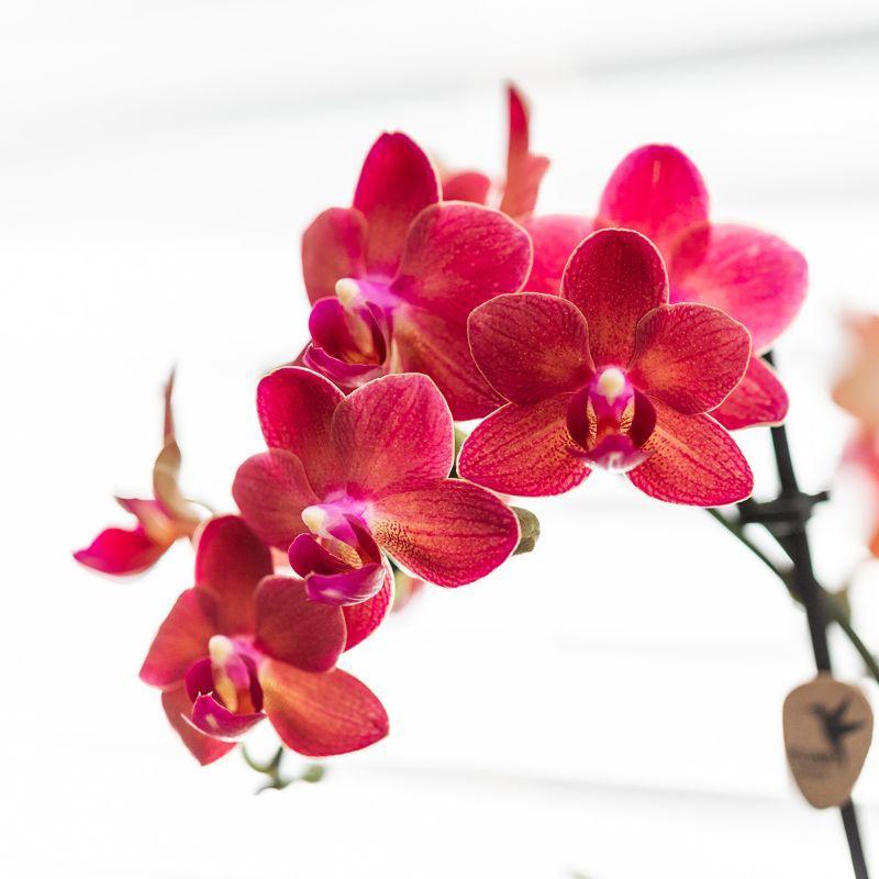 Orchidee Rote Phalaenopsis Orchidee - Congo + Gummitopf Travertin - Topfgröße Ø9cm - 40cm hoch | blühende Zimmerpflanze im Blumentopf - frisch vom Züchter