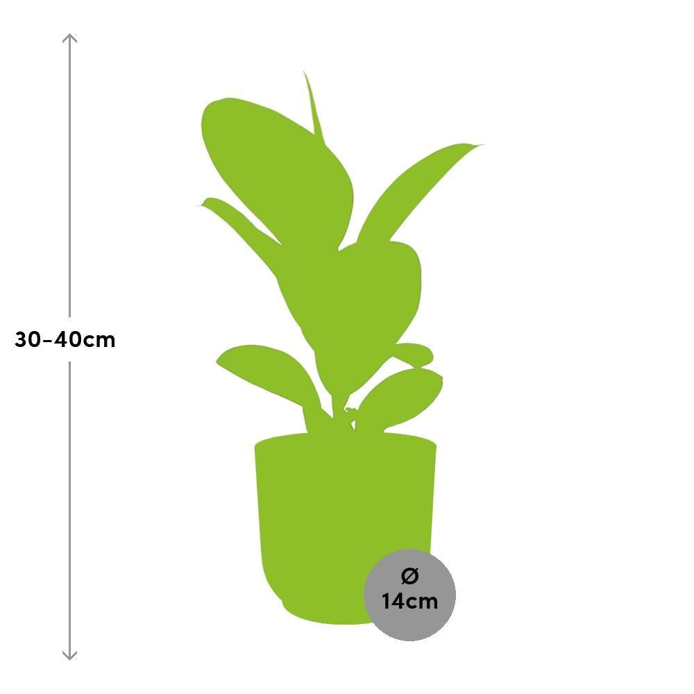 Gummibaum - Ficus Elastica ‘Robusta’ in ELHO Topf Vibes Fold 14cm rosa