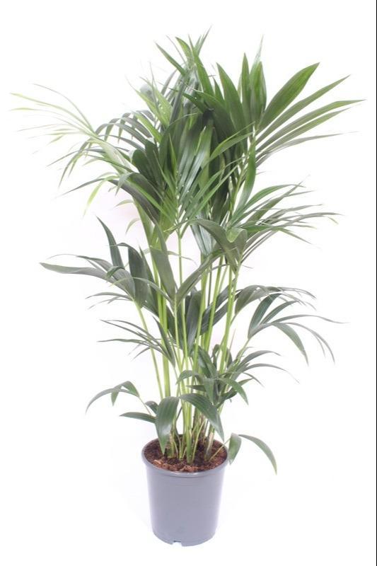 Kentia Palme - Howea Forsteriana - Ø24cm - ↕120cm