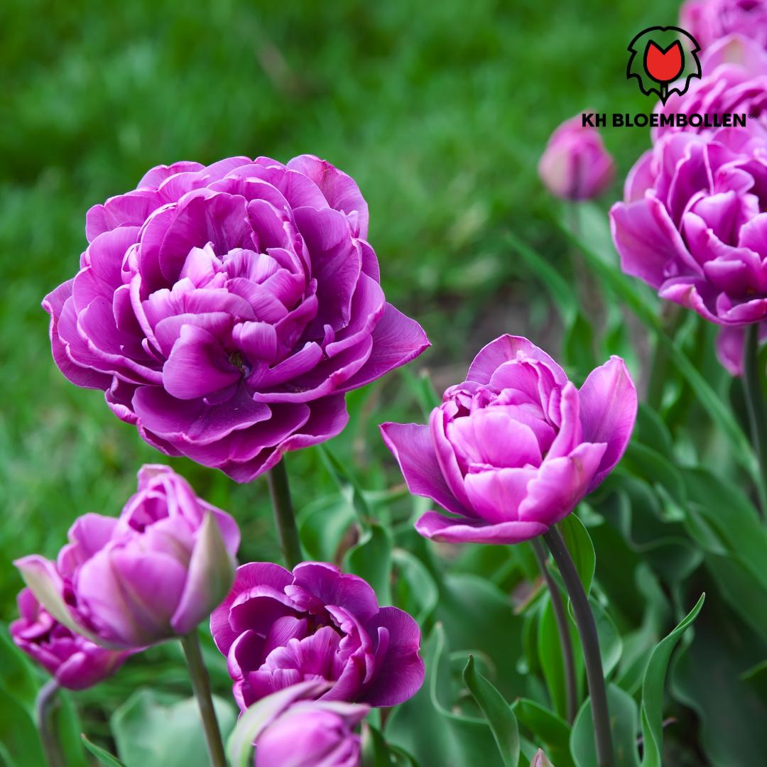 Dubbele vlag - tulpenbollen 20 stuks