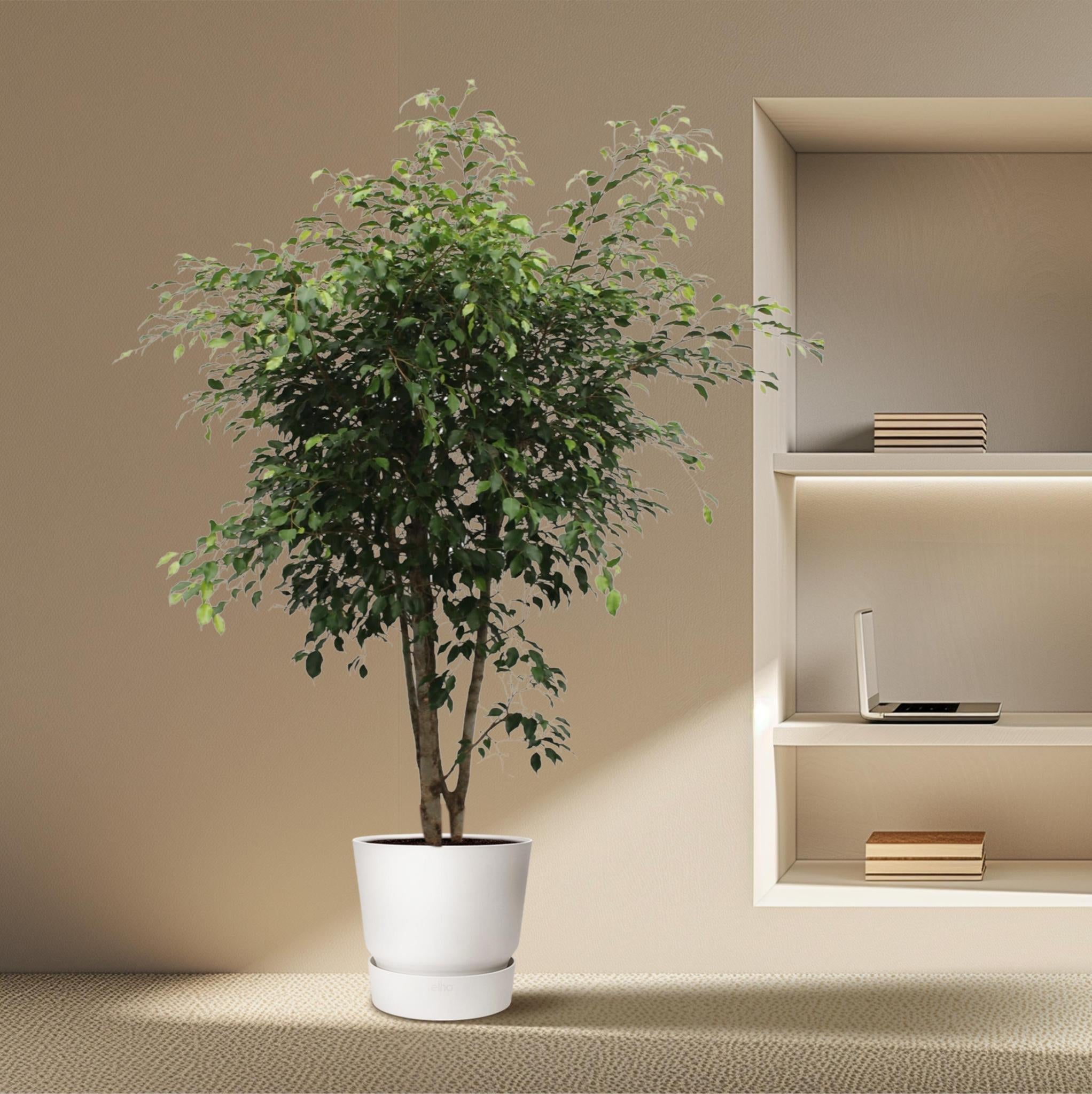 Birkenfeige - Ficus Benjamina Exotica verzweigt - 190 cm - ø50