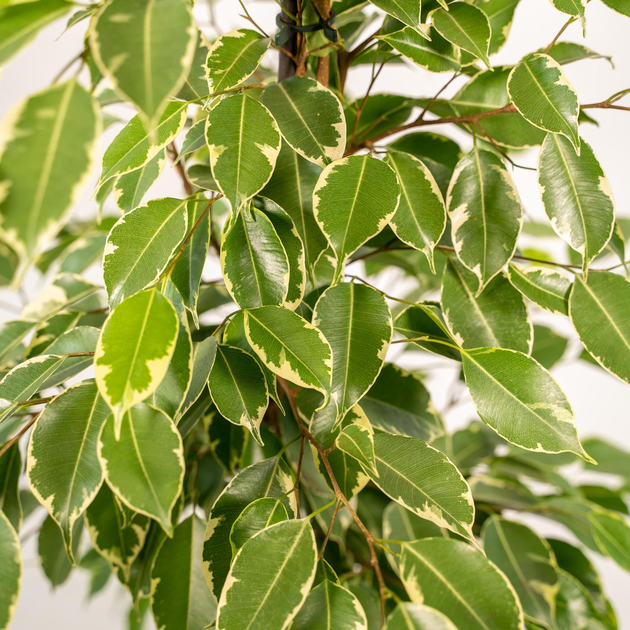 Birkenfeige - Ficus Benjamina Golden King - Ø21cm - ↕95cm + Korb Igmar