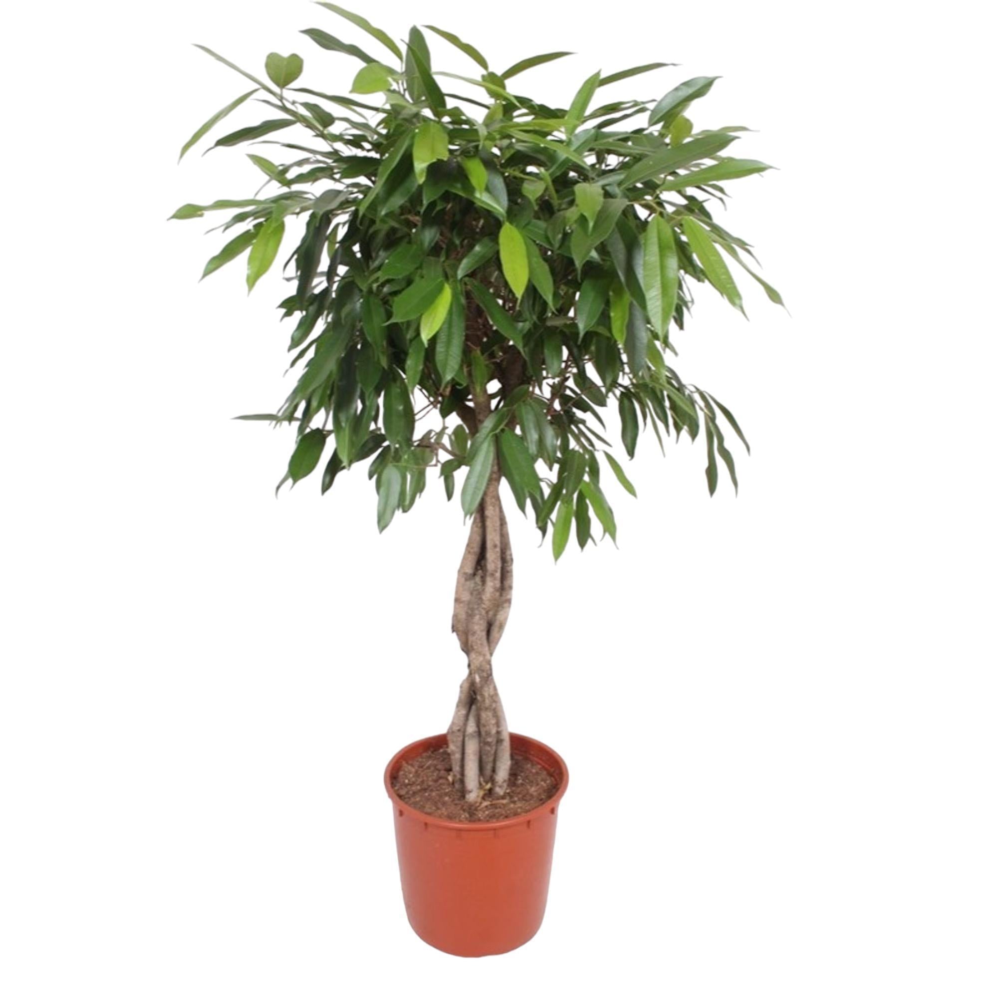 Gummibaum - Ficus Amstel King geflochtener Stamm - 140 cm - ø34