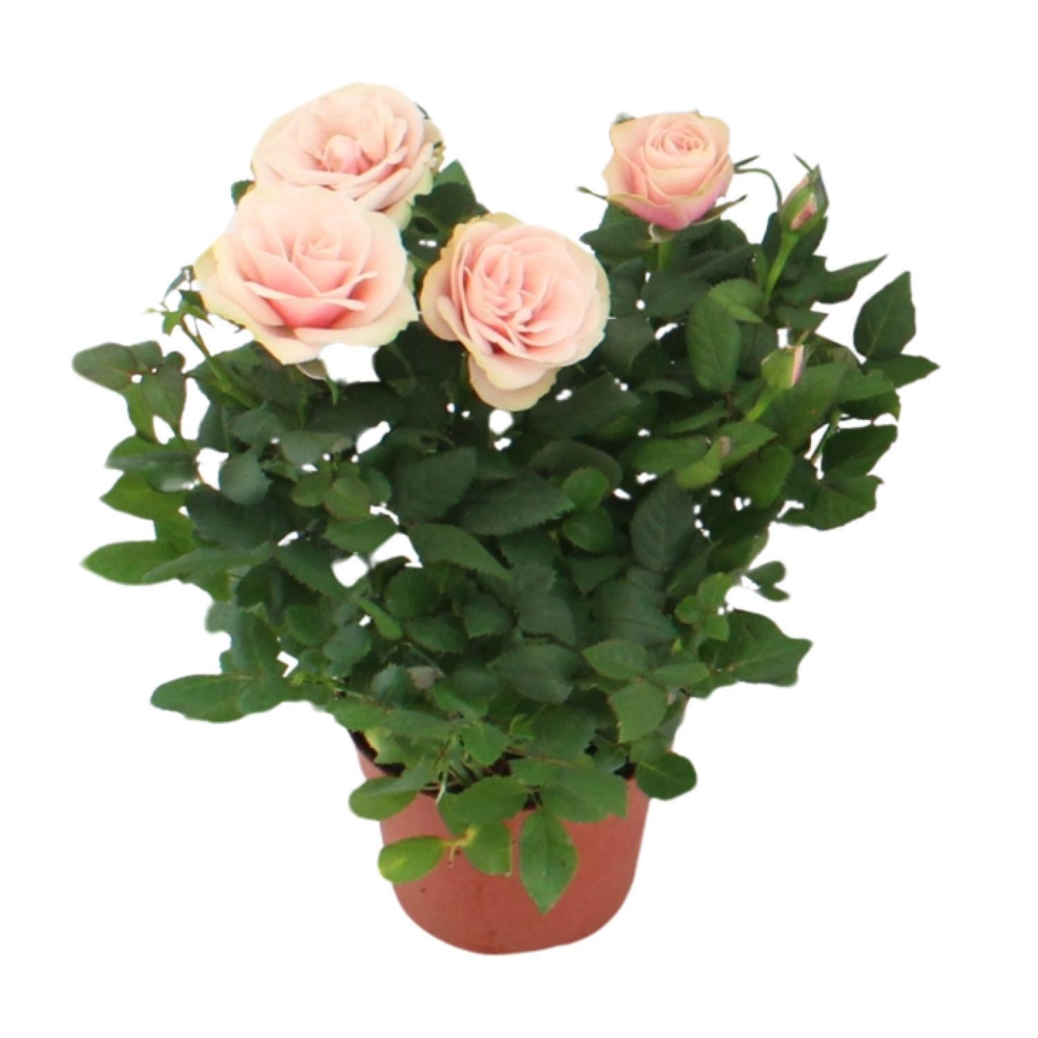 Rose Light Pink - Ø12cm - ↕29cm Topfrose