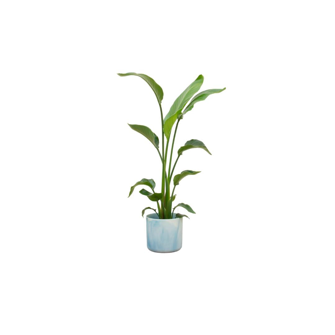 Strelitzia Nicolai inclusief elho Ocean Round atlantisch blauw Ø22 - 130 cm