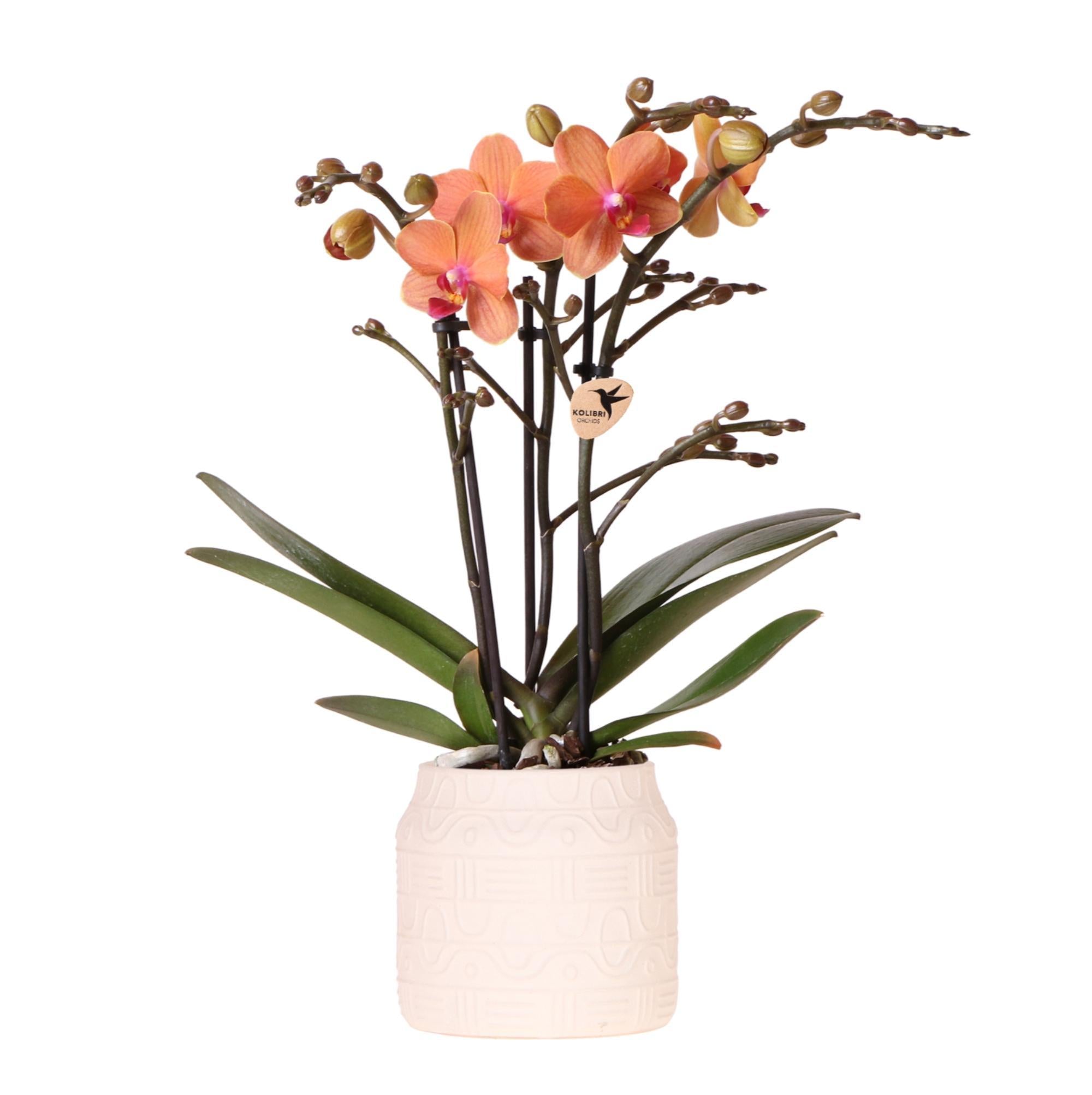 Orchidee - Orange Orchidee Bolzano + Hieroglyph Zierpot Off White - Topfgröße Ø9cm