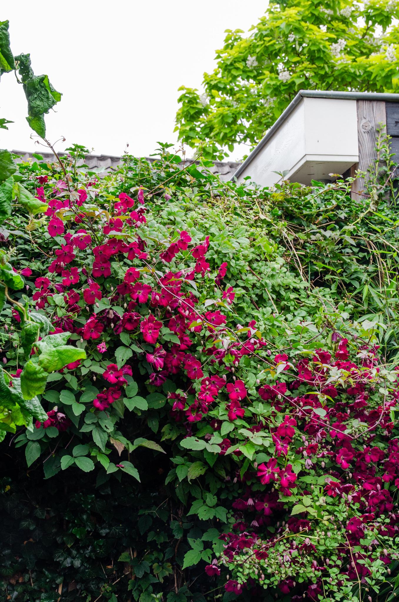 Waldrebe Clematis Rot - Clematis Hagley Hybrid - Clematis Rood - Ø15cm - ↕65cm