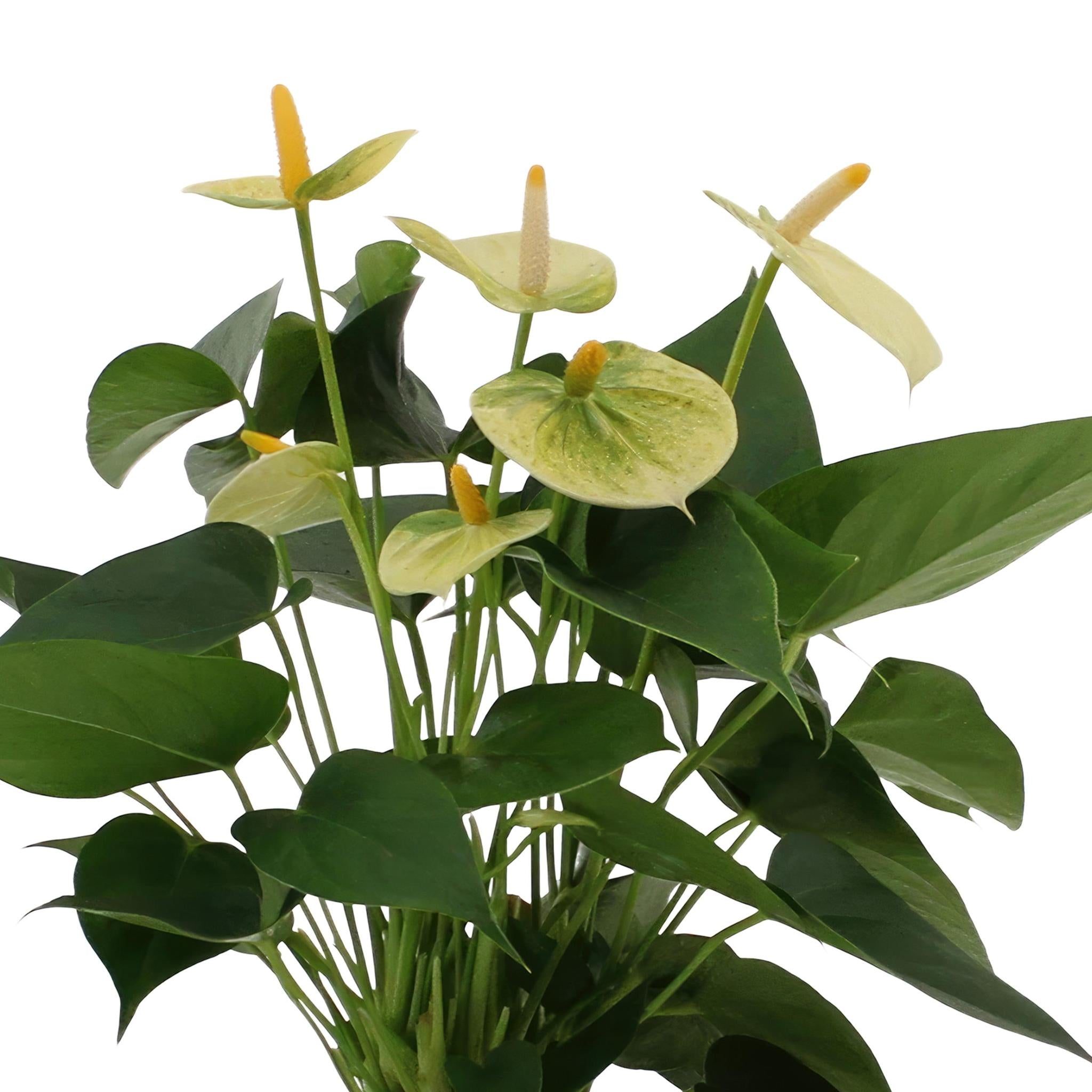 Anthurium andreanum Vanilla incl. PURE Zinktopf - 45cm - Ø12