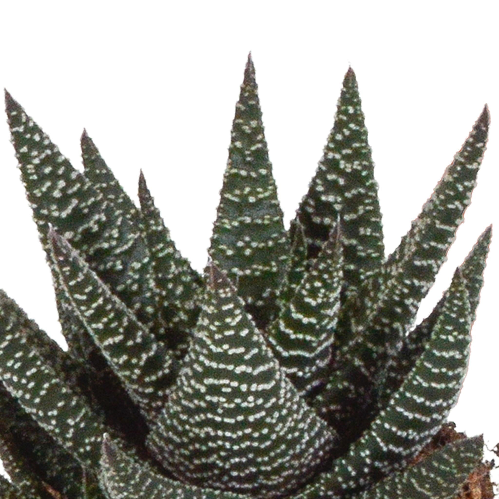 Pflanzen Mix - Gasteria/Haworthia-Mischung 8,5cm - im weißen Topf   3 Stück