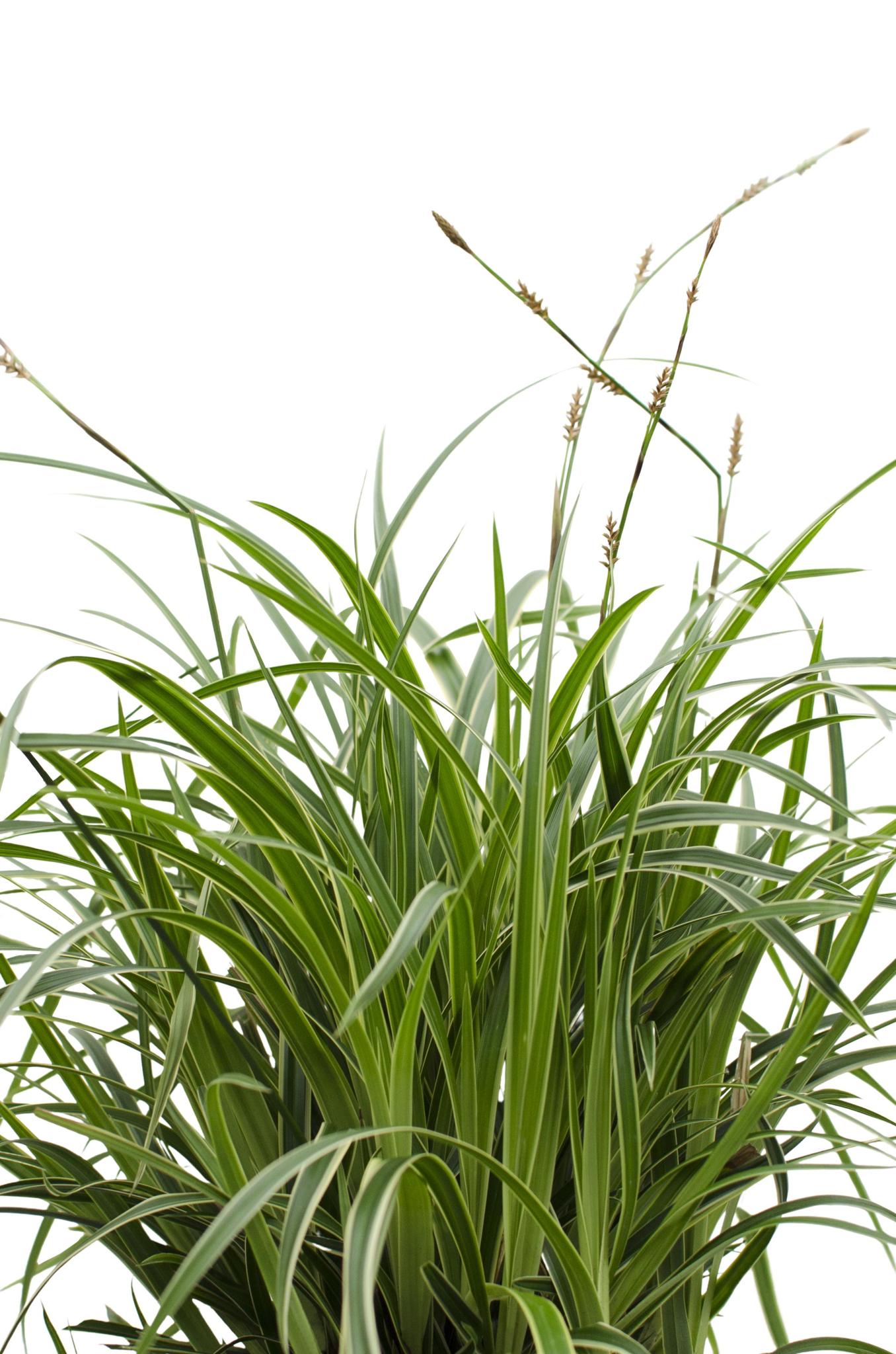 Ziergras - Carex morrowii 'Ice Dance' - ↨30cm - Ø14