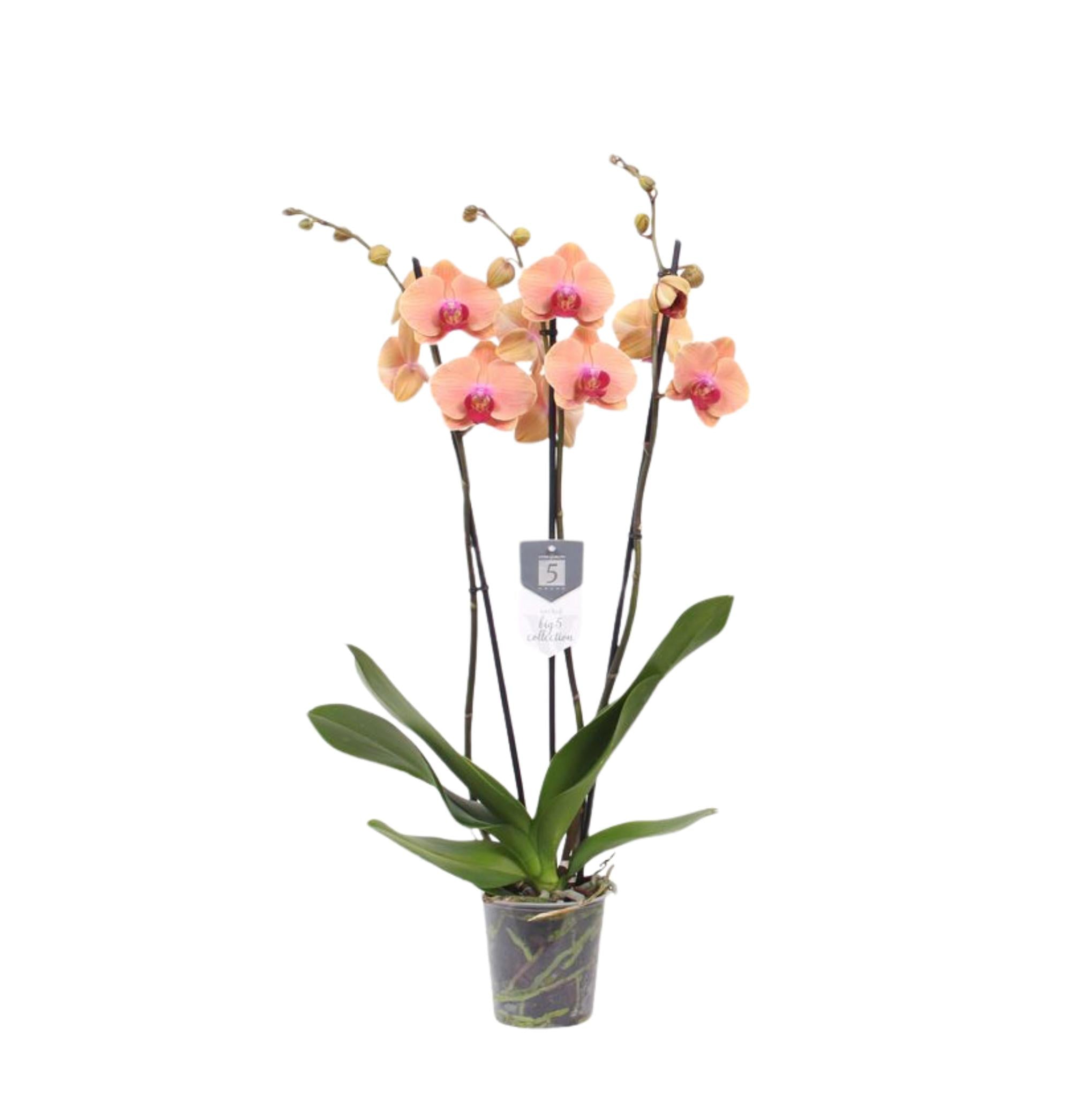 Orchidee Phalaenopsis Carribean Dream - 3 tak - 60 cm - Ø12cm