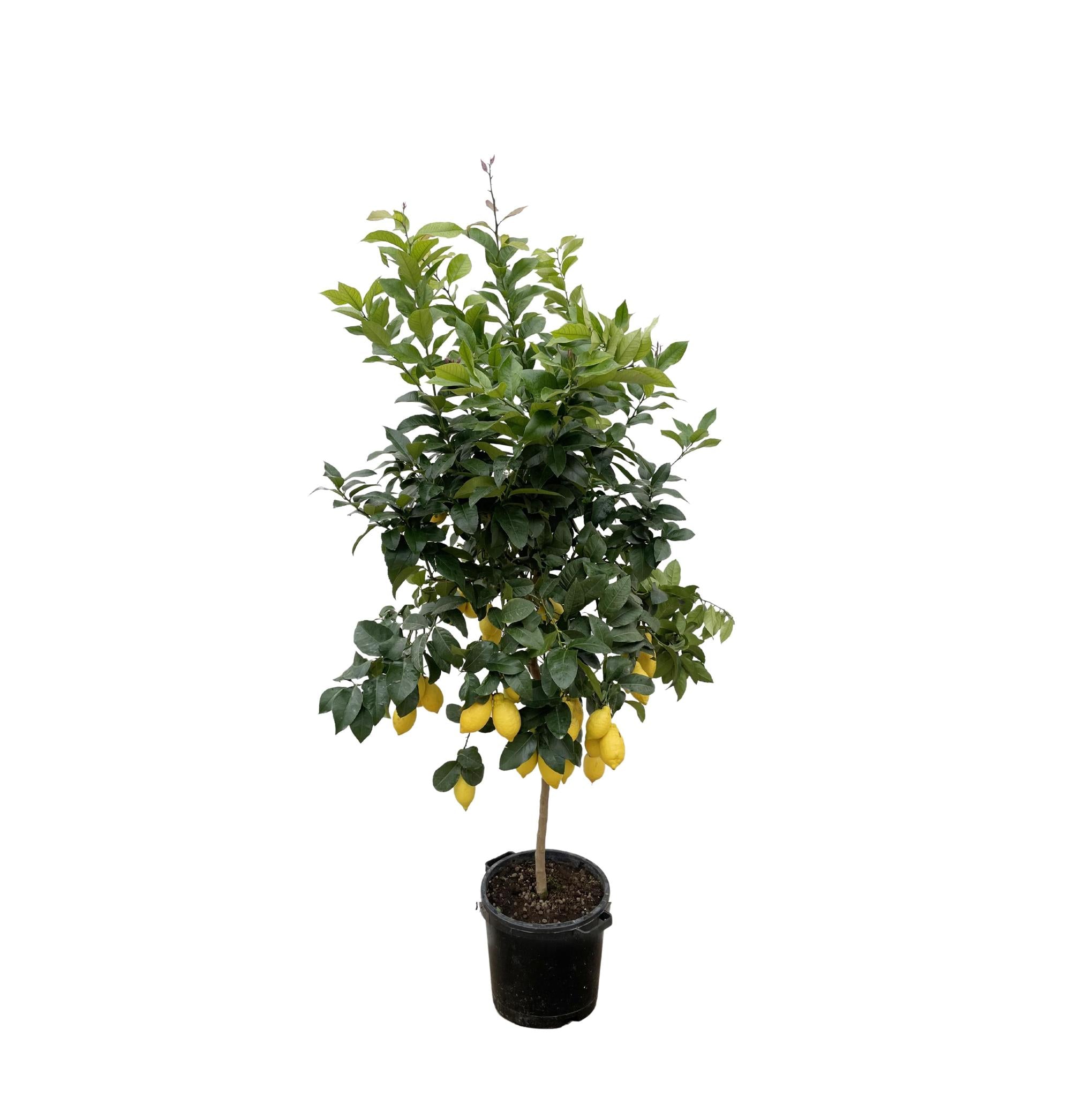 Zitronenbaum - Citrus Lemon Zitronenbaum- 200cm - ø40