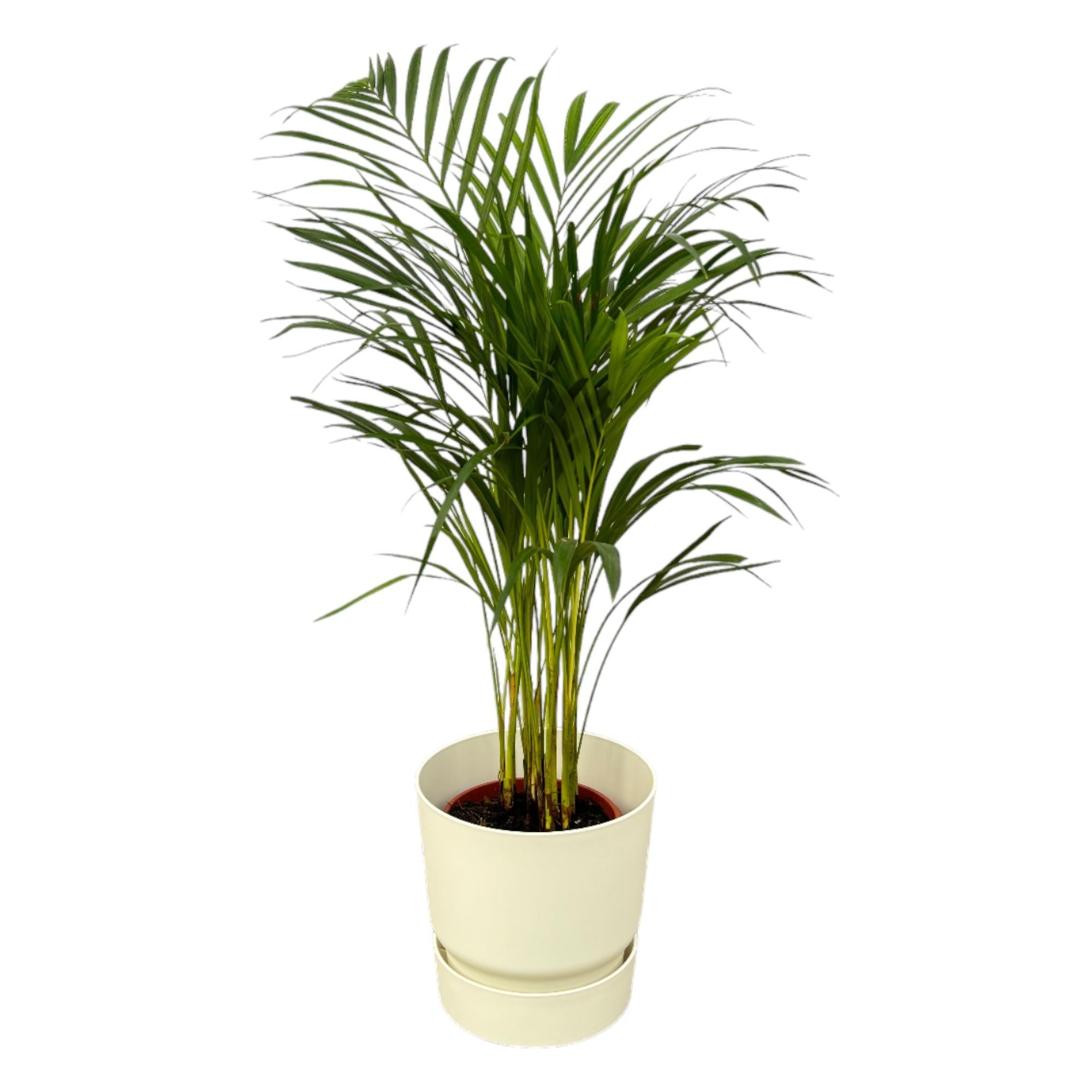 Areca palm - ↨85cm - Ø19cm inclusief Elho Greenville Rond wit D24xH23