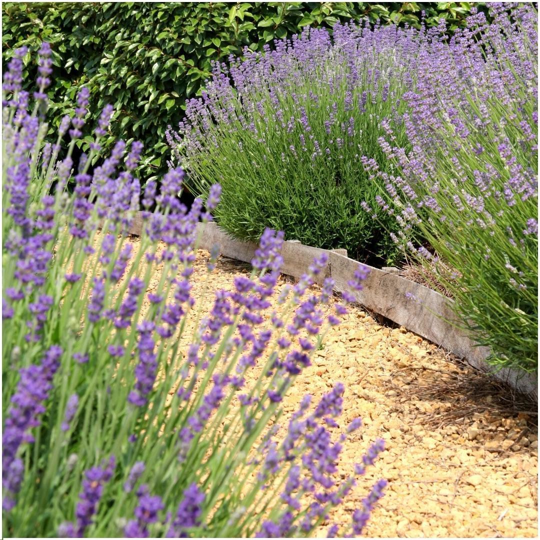 Lavandula angustifolia Felice® - 12 cm Topf - Set mit 24 echten Lavendelpflanzen