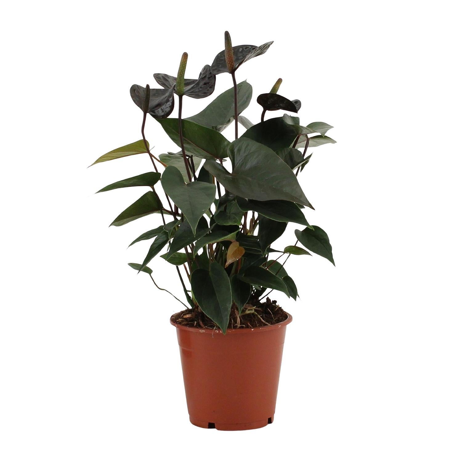 Anthurium Black Love In Transparante Hoes - Ø12cm - ↕36cm