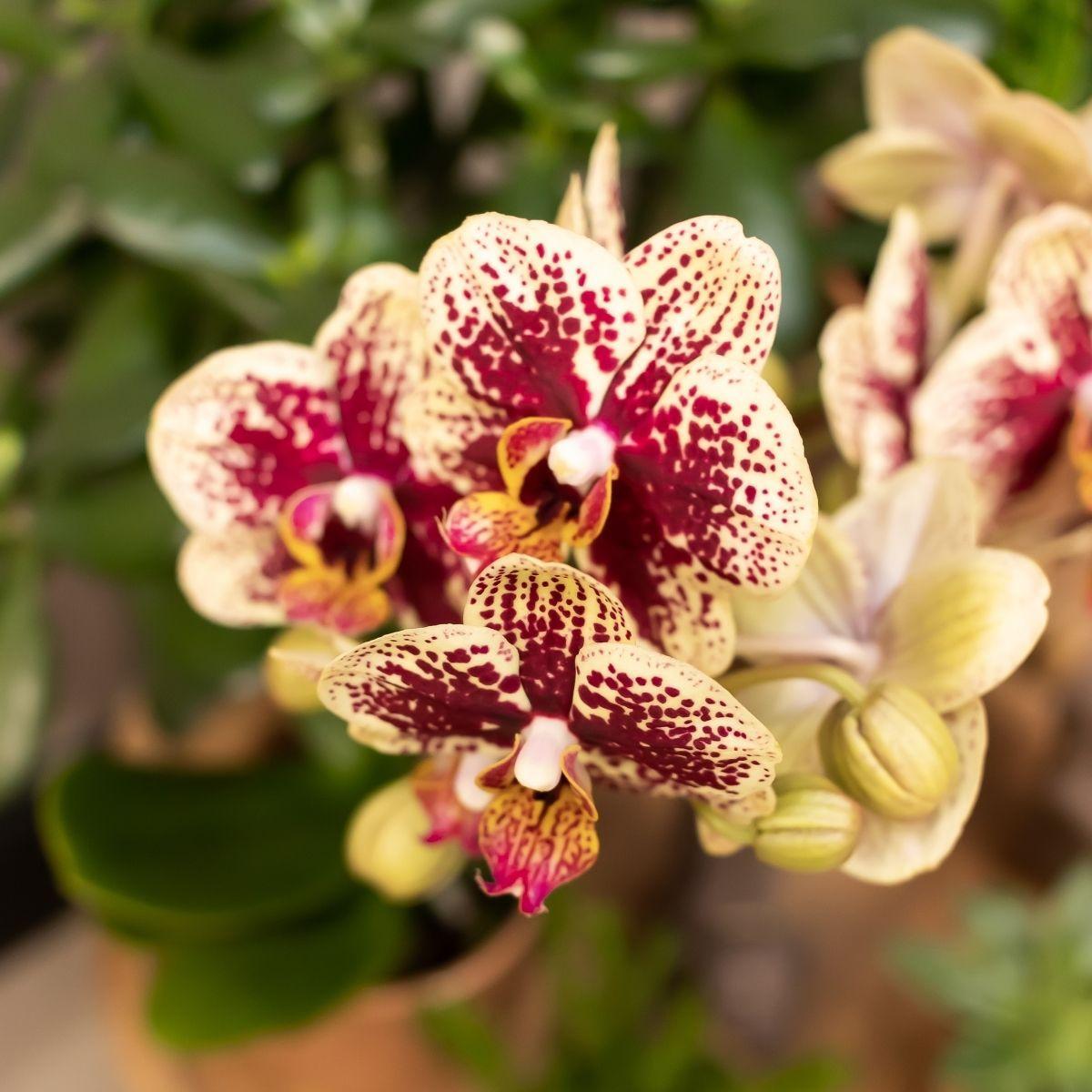 Kolibrie-orchideeën | Geelrode Phalaenopsis orchidee - Spanje + Cognac geglazuurde sierpot - potmaat Ø9cm - 40 cm hoog | Bloeiende kamerplant - vers van de veredelaar