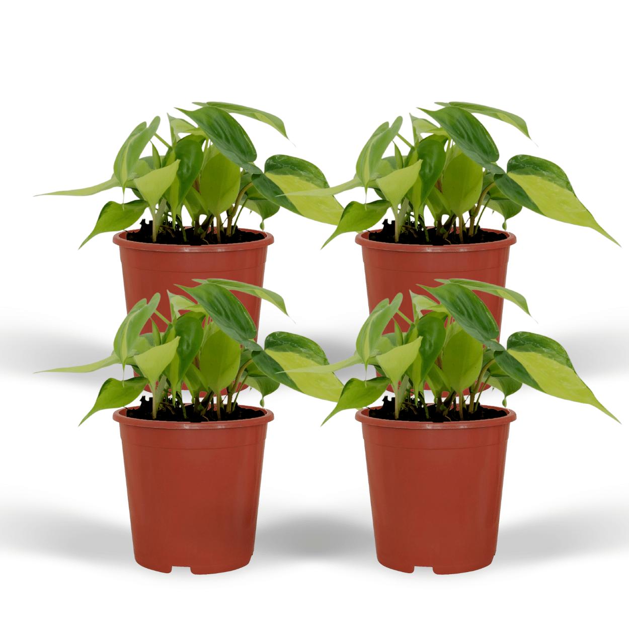 Philodendron Scandens Brasil - 4 Stücke - Ø12cm - ↕15cm