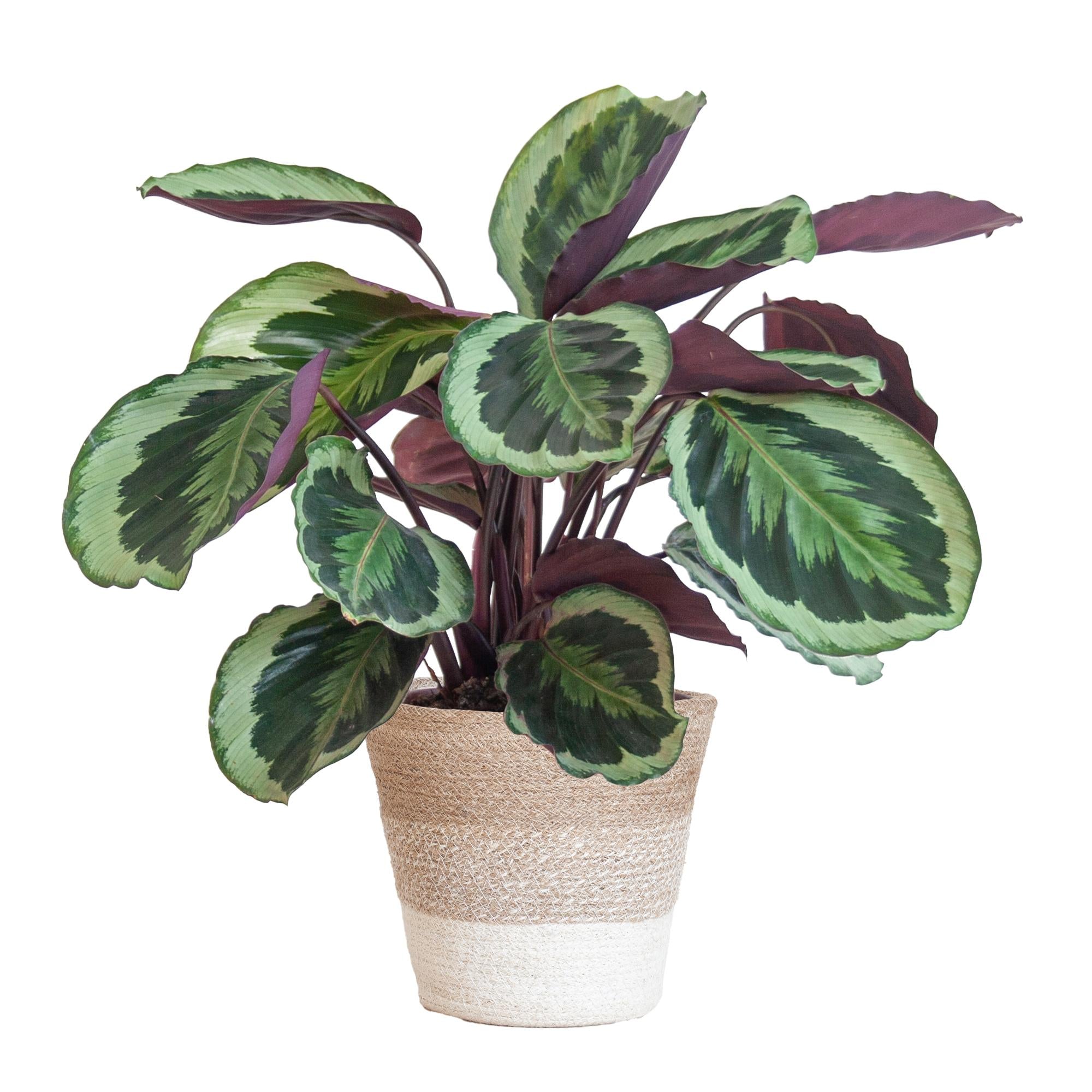 Pfauenpflanze - Calathea Medaillon mit weißem Lissabon-Korb - 65cm - Ø19